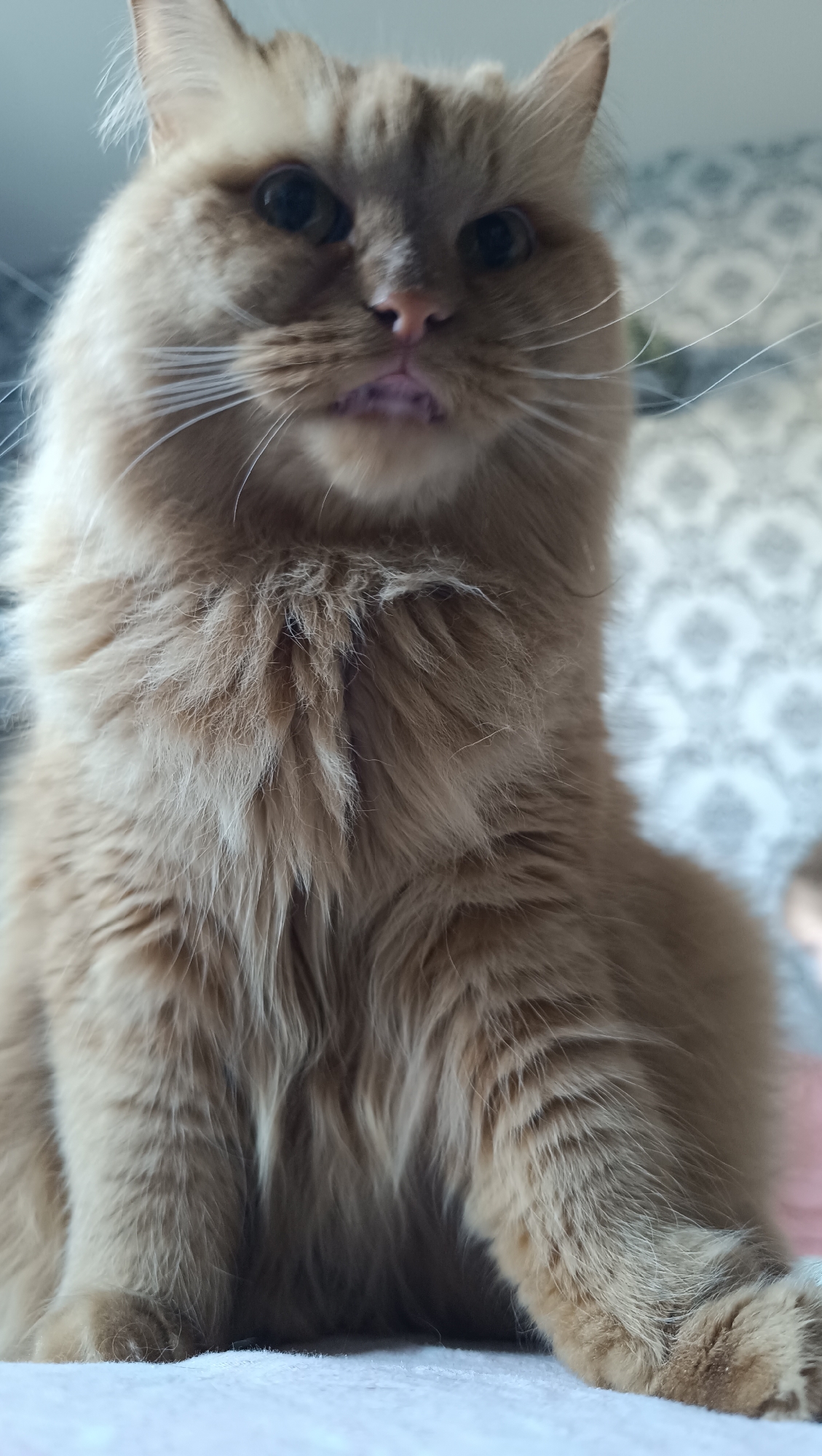 A close-up, low-angle shot captures a fluffy, light brown cat with dark eyes and white whiskers. The cat is positioned in the foreground, with its head and upper body filling most of the frame. Its mouth is slightly open, revealing a pink tongue. The background is blurred, showing a patterned wallpaper. The scene appears to be indoors, possibly in a residential setting. No specific location in Chaikovsky, Russia, can be identified from the image.