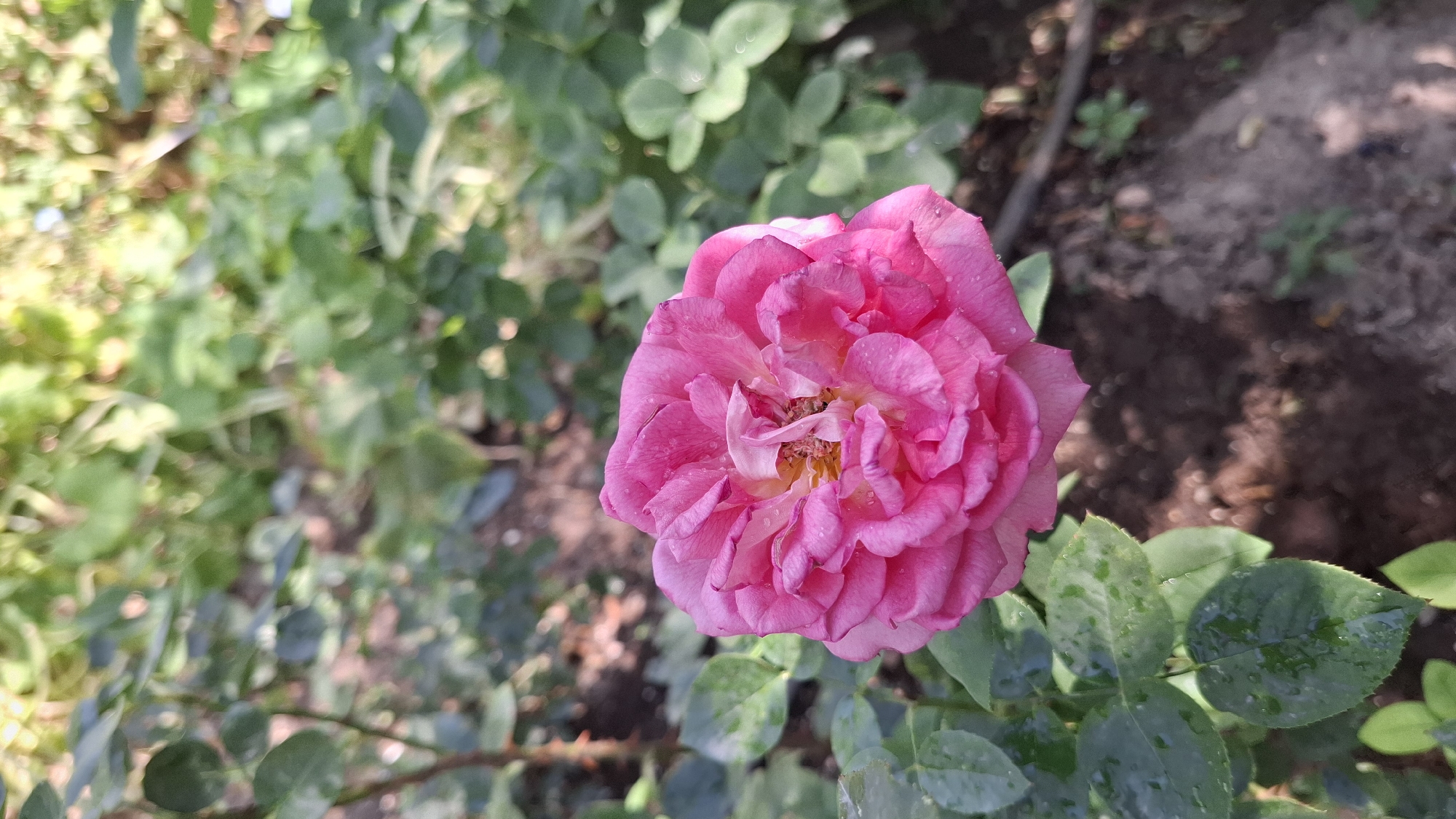 A single pink rose with water droplets on its petals is in focus in the foreground of the image. The rose is surrounded by green leaves, some of which also have water droplets. The background is a blur of green foliage and brown soil, suggesting an outdoor garden setting. The lighting suggests it is daytime. The location is identified as Шұбарсу, Kazakhstan.