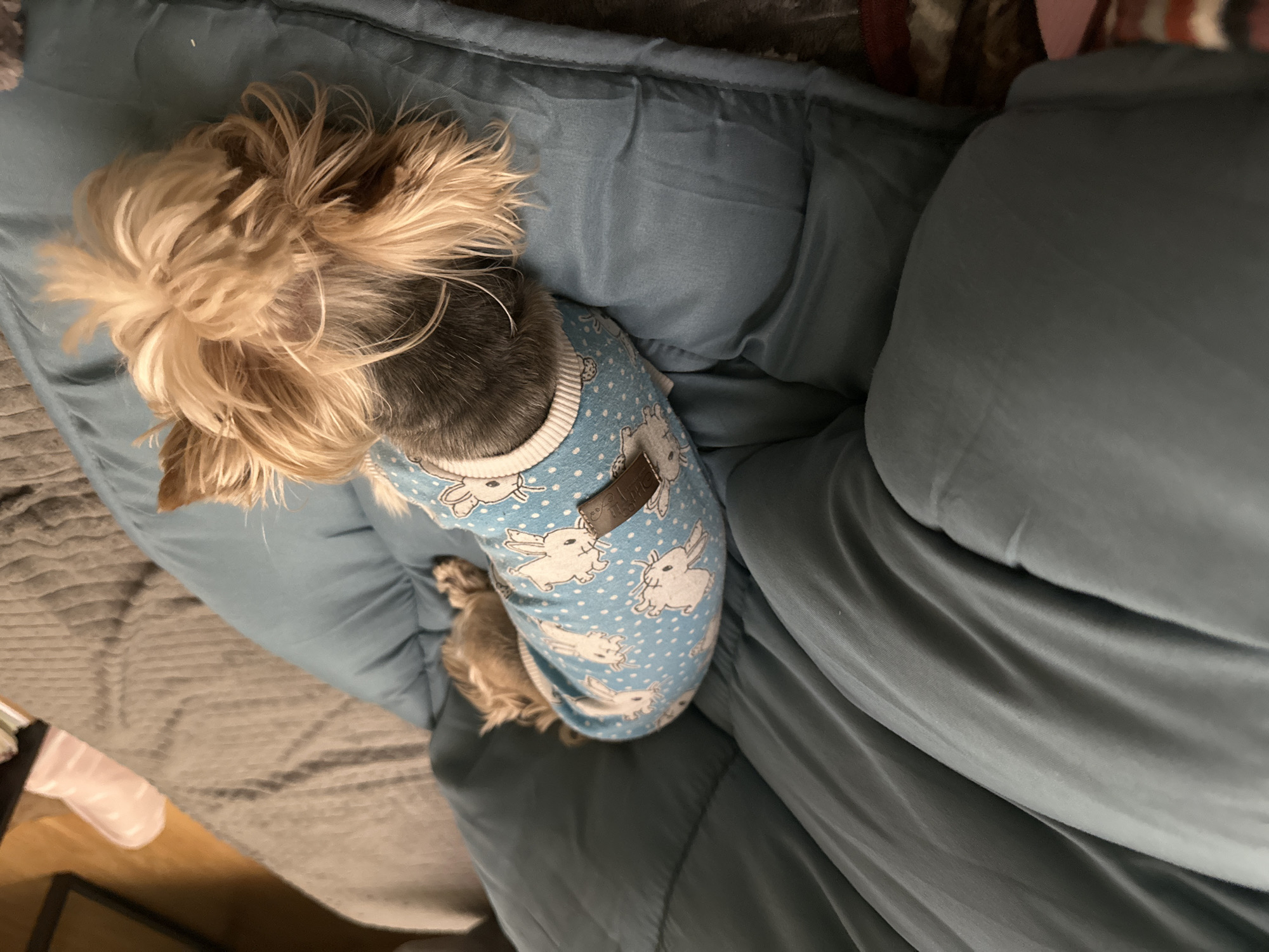 A small, blonde and black Yorkshire Terrier is sleeping on a blue cushion bed, with a blue bunny pattern sweater on. The bed is placed on a gray blanket. The location is unknown, and there is no information to suggest it is in Montana or Bulgaria.
