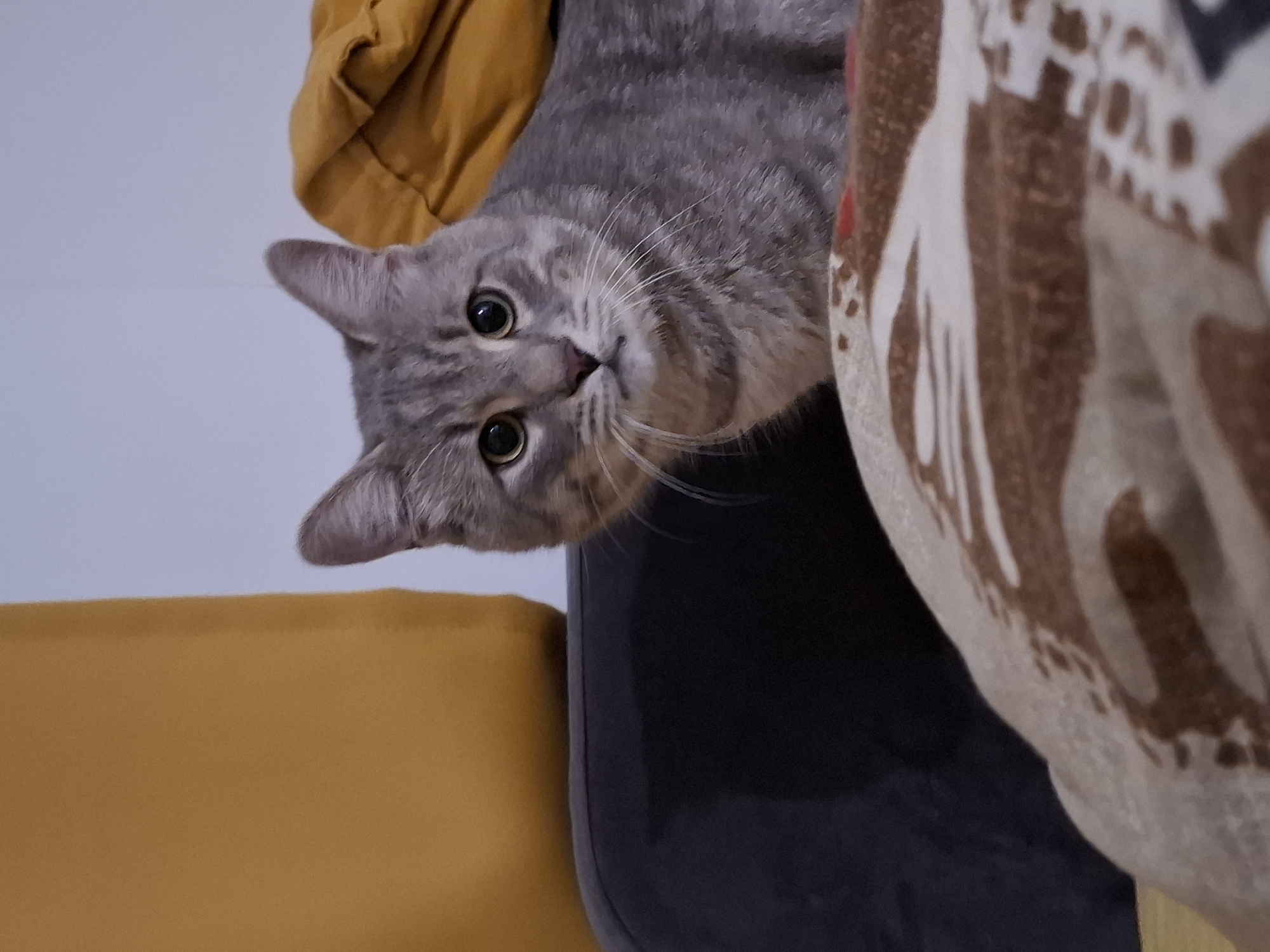 A grey tabby cat with striking green eyes peers down from an elevated position. The cat is mostly in focus, with its head and upper body visible. Its fur displays the characteristic tabby markings of stripes and swirls. The cat's gaze is directed towards the viewer, conveying a sense of curiosity or alertness.
The background is slightly blurred, suggesting the image was taken with a shallow depth of field. To the left of the cat, a crumpled piece of mustard-yellow fabric is visible. To the right, a portion of a patterned blanket or textile with brown and white abstract designs is present. Below the cat, dark blue upholstery, possibly a piece of furniture, is seen. A bright yellow surface, another part of the furniture, is visible in the lower left corner.
The lighting appears to be soft, and the scene suggests an indoor setting, possibly a home. There are no discernible cues for the time of day or weather conditions. The overall mood is one of quiet observation, centered on the cat's engaging expression. No text is visible in the image. The location context provided is Zemun Urban Municipality, Serbia, which does not offer specific visual clues within the image itself.
