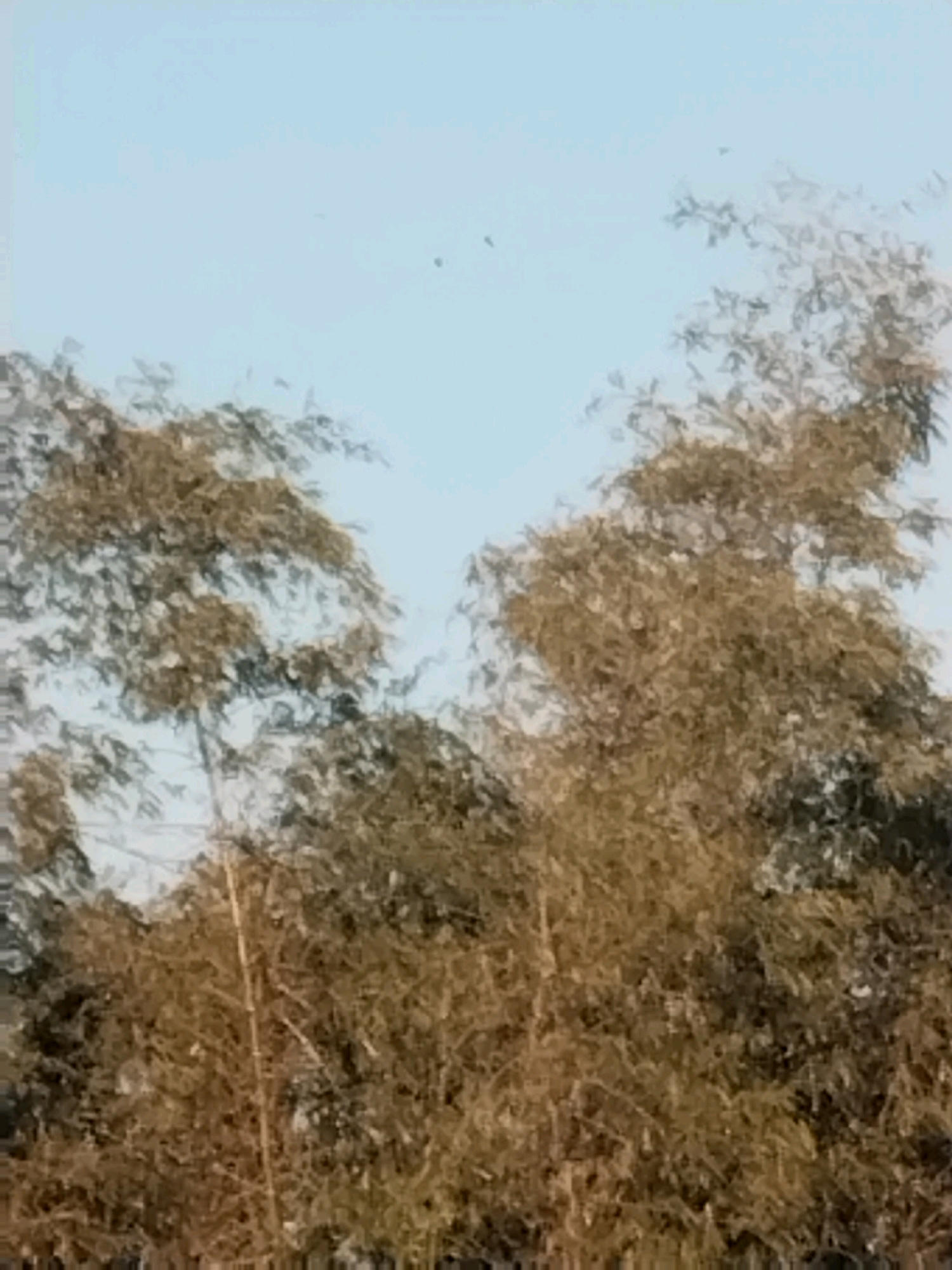 The image is an outdoor shot featuring a clear blue sky with a few small dark specks, possibly birds or debris, scattered across it. In the foreground, dense foliage of bamboo trees fills the lower half of the frame. The bamboo stalks are thin and light brown, while the leaves are a mix of green and brown, appearing dry or autumnal. The overall impression is of a natural outdoor scene, likely in a rural or semi-rural setting. While the image does not provide explicit visual cues to confirm the location of Kuripansari, Indonesia, bamboo is a common plant in tropical and subtropical regions like Indonesia. The scene depicts a static view of the bamboo grove against the sky.