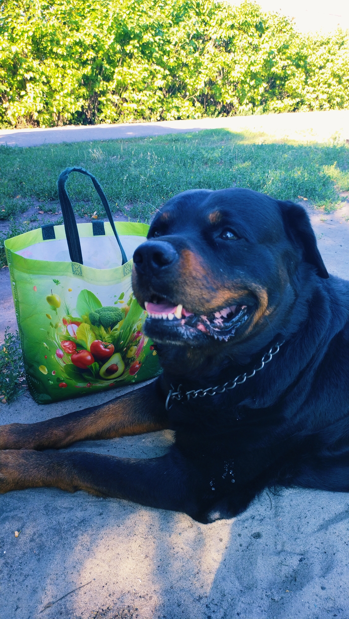 A Rottweiler dog lies on a concrete surface outdoors, next to a green reusable shopping bag adorned with images of vegetables. The dog has black fur with tan markings on its face and legs, and is wearing a silver chain collar. Its mouth is open, revealing its teeth and pink tongue. The bag is filled with what appears to be grass. In the background, there is a pathway and a dense hedge of green bushes bathed in sunlight. The scene suggests a park or a residential outdoor area in Horishni Plavni, Ukraine, possibly during daytime given the bright lighting.