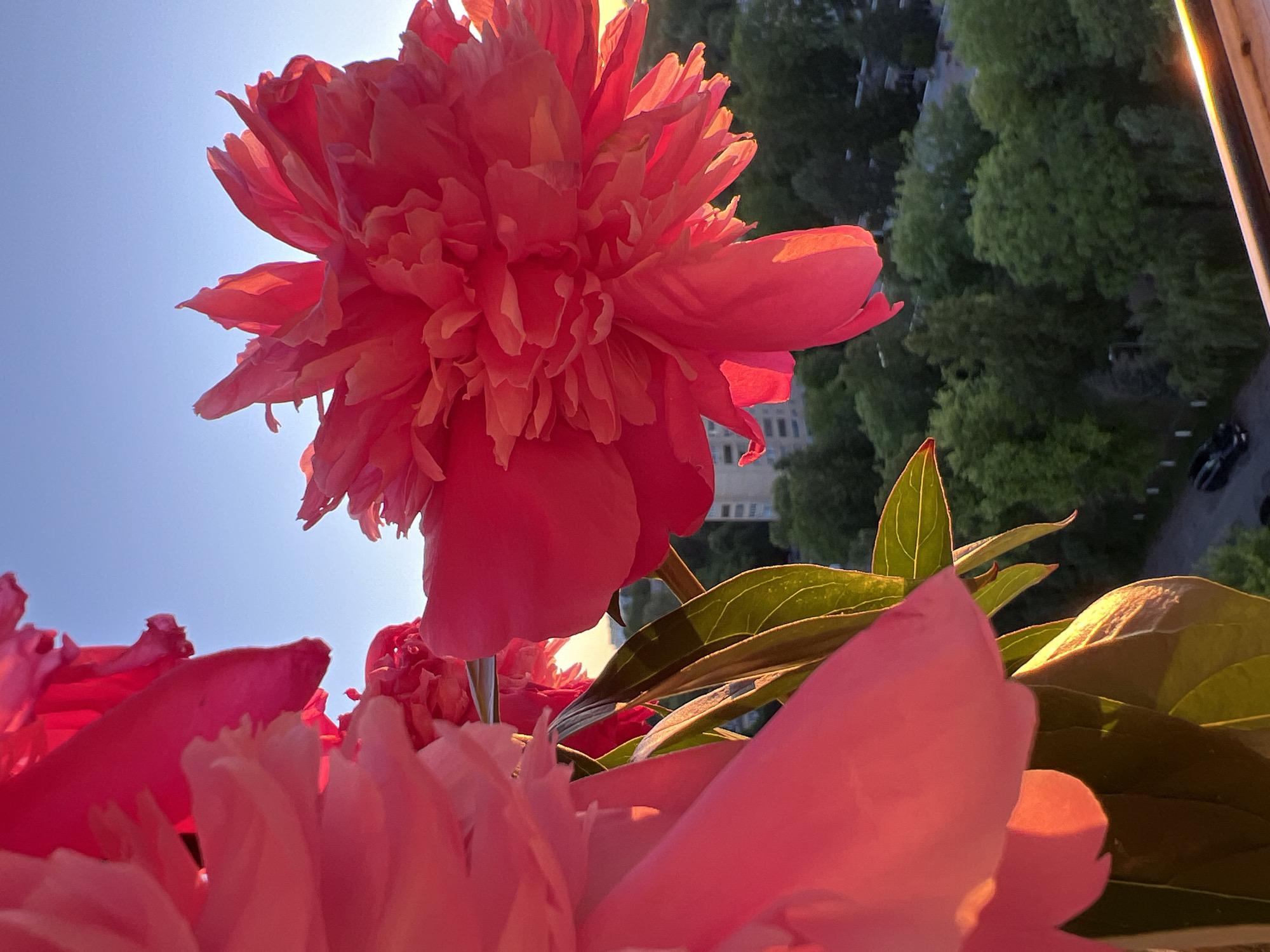 The image displays a close-up view of vibrant pink peonies against a clear blue sky, with a cityscape visible in the background. The sunlight illuminates the delicate petals of the flowers, casting a warm glow. In the distance, several buildings and lush green trees are discernible. The scene appears to be a residential area with a road and a parked black car in the lower portion of the frame. The setting suggests an urban environment, possibly a balcony or rooftop overlooking a neighborhood in Minsk, Belarus, during a pleasant time of day, likely late afternoon or early evening due to the warm light.