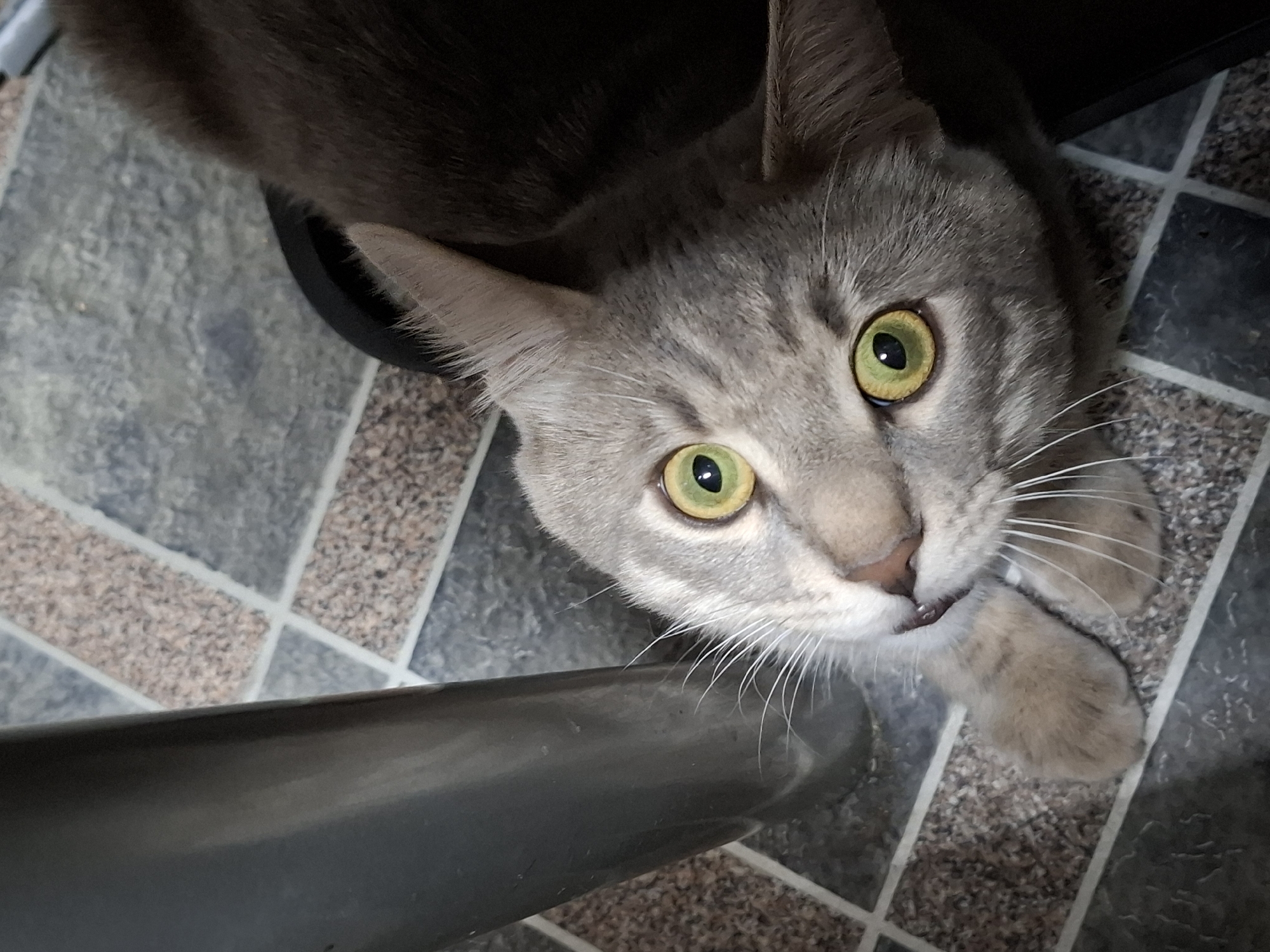 An overhead, close-up shot captures a domestic cat looking directly up at the camera. The cat, likely a grey tabby given the subtle stripe patterns on its head, has striking large, round, yellow-green eyes with dilated black pupils, conveying alertness and curiosity. Its muzzle is a lighter grey, adorned with prominent white whiskers fanning out. The cat's mouth is slightly ajar, revealing a hint of pink. Its pointed ears are upright, and its fur appears soft.
The cat's body is mostly out of frame, with only its head, upper back (darker grey-brown fur), and a glimpse of its front paws visible. One paw, a light beige, rests near a dark, horizontal cylindrical object that crosses the bottom portion of the frame, possibly a chair or table leg.
The setting is indoors, with a tiled floor visible in the background. The tiles feature a patchwork design, combining mottled dark grey squares with speckled light brown and grey squares, all separated by thin, light-colored grout lines. The lighting highlights the cat's face while the area behind its head is dark, suggesting a shadowed overhead space. No text is visible. The image captures a moment of direct interaction between the cat and the viewer, possibly in Novi Sad, Serbia.