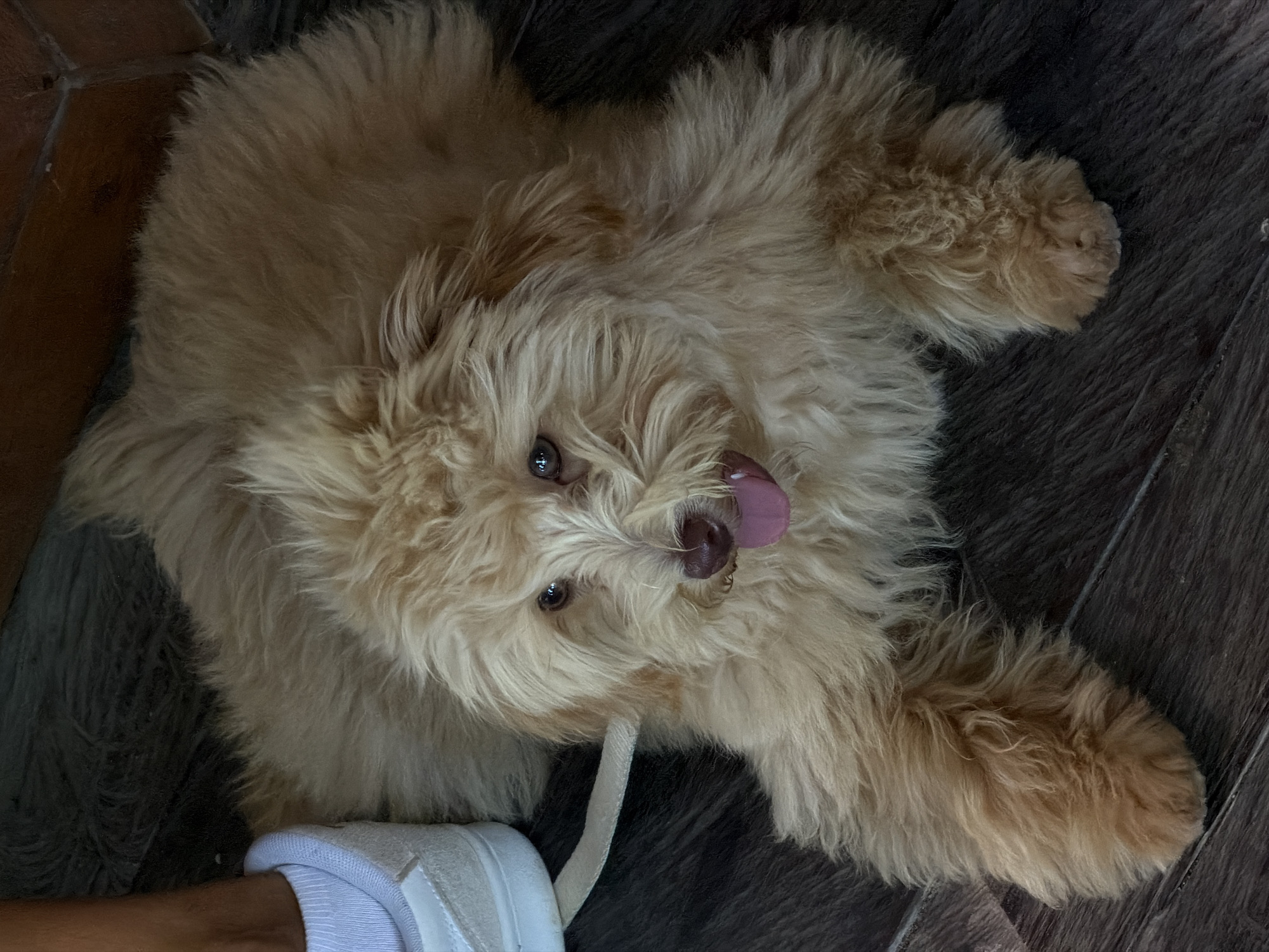 A light-brown, fluffy dog is lying on its back on a dark wood-grain floor, possibly hardwood or laminate. The dog's tongue is sticking out, and its eyes are visible. The dog is near a person's foot, which is wearing a white sock and sneaker. The location is Mengwi, Indonesia.