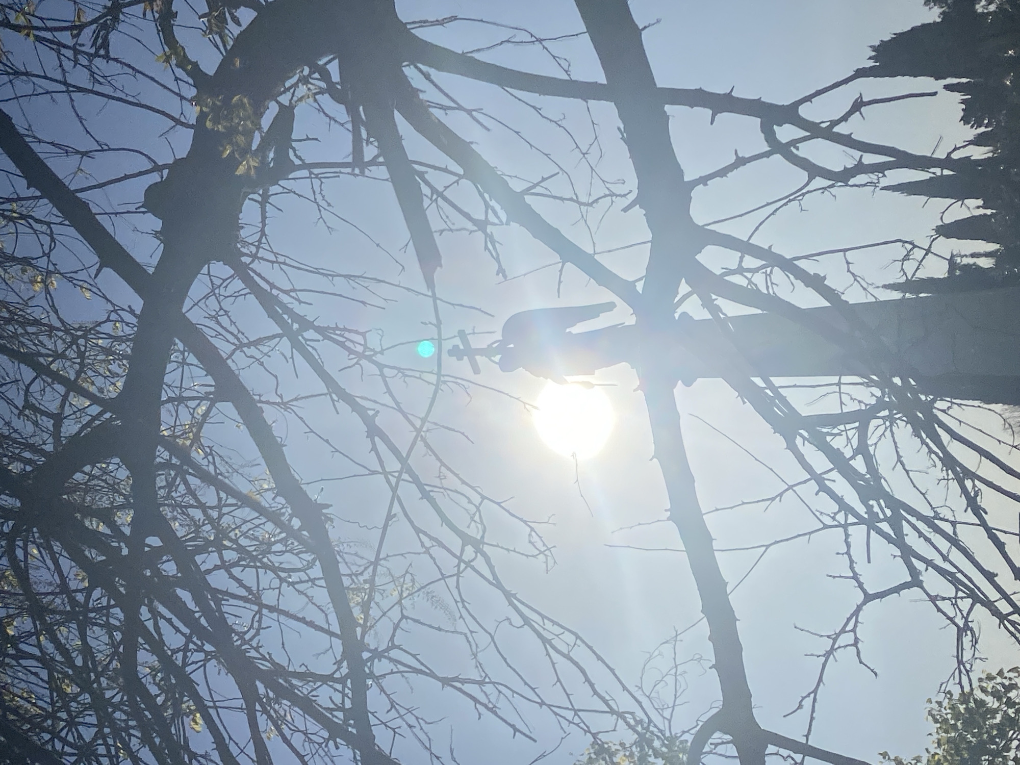 The image presents an upward view through a dense network of tree branches silhouetted against a bright, clear sky. The sun is prominently featured in the center of the frame, creating a strong lens flare and backlighting effect that renders the branches almost entirely dark. Small clusters of light green leaves are discernible on some of the branches, suggesting early spring or new growth.
Directly in front of the sun, a dark, silhouetted object is visible. It appears to be a decorative figure, possibly a bird or a small ornament, mounted on a slender rod or pole, with a cross-shaped element nearby. The intense backlight obscures any fine details of this object.
The scene depicts a sunny day, likely late morning or early afternoon, with no clouds visible. The atmosphere is bright and clear. There are no people visible, and no discernible text. The provided location context is Sochi, Russia, though the image itself does not contain specific visual cues to confirm this.