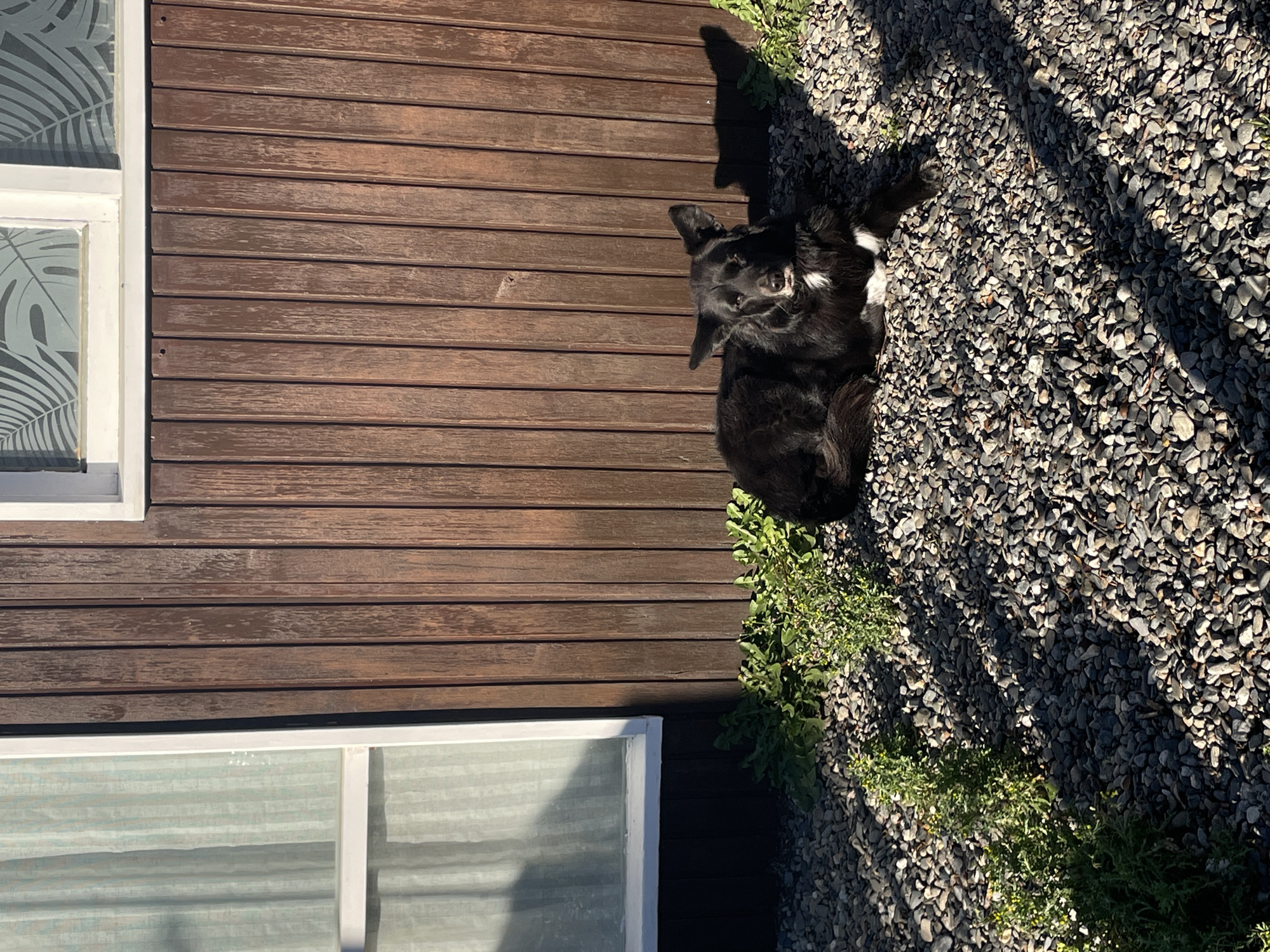 A medium shot captures a black and white dog lying on its side on a bed of small, dark gray gravel, adjacent to a brown, wooden-paneled building. The lower portion of two windows with white frames are visible along the left side of the frame. Patches of green vegetation punctuate the edge of the gravel. The location cannot be confirmed as Ushuaia, Argentina, without further information.