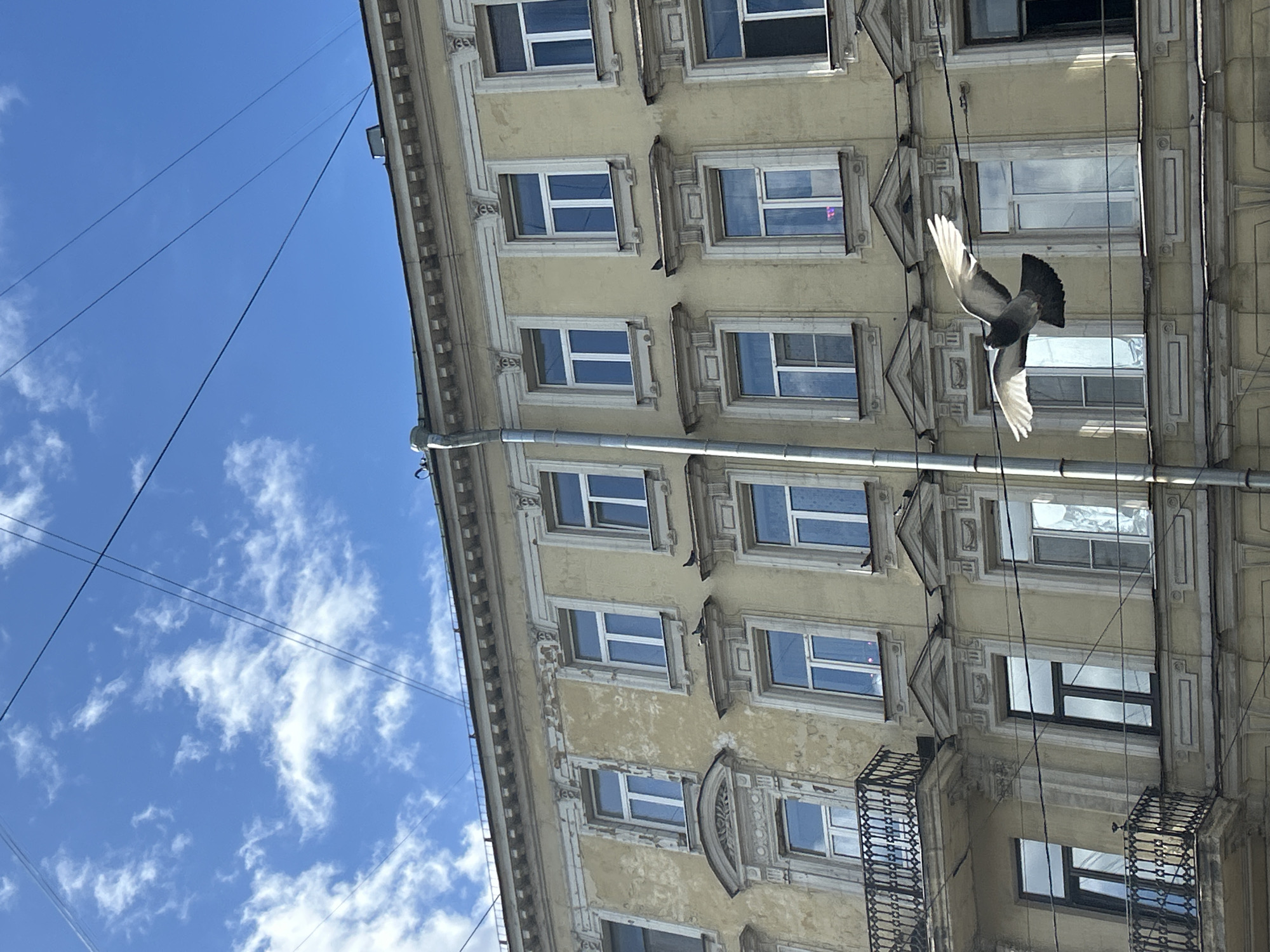 A pigeon in mid-flight is captured against a backdrop of a pale yellow building with numerous windows, some reflecting the bright blue sky and white clouds. The building's facade features decorative architectural details around the windows, including ornate cornices and moldings. Wires are strung across the scene, intersecting the view of the building and the sky. The lighting suggests it is daytime, with the sun casting a clear light on the scene. The pigeon's wings are spread, with its underside feathers illuminated, creating a stark contrast with its darker back and tail. The angle of the shot looks upwards, emphasizing the bird's flight and the height of the building. No people are visible, and no text is present in the image. The overall impression is a snapshot of urban wildlife in motion against a classic architectural setting.
