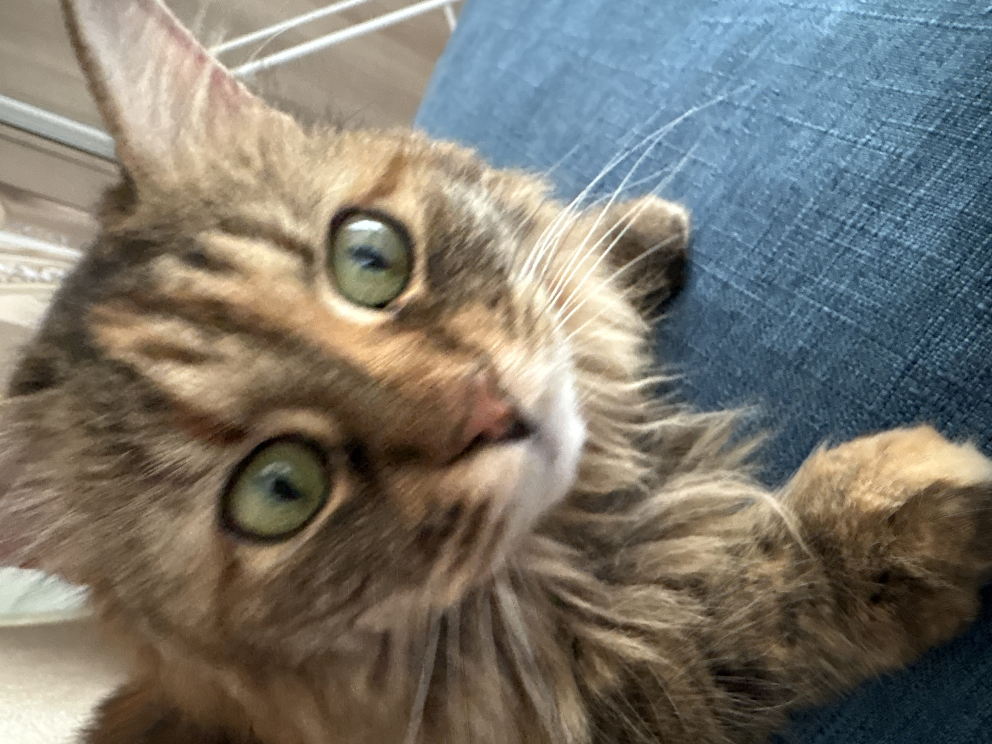 A close-up, high-angle photograph captures a domestic cat looking directly into the camera. The cat, appearing to be a long-haired tabby or tortoiseshell, features striking green eyes that are wide and focused, conveying curiosity or attentiveness. Its fur is a mix of brown, black, and reddish-orange patterns, with prominent white whiskers extending from its muzzle.
The cat is positioned on or next to a person, with blue denim-like fabric visible in the mid-right and lower-right sections of the frame, suggesting it might be resting on a lap or beside someone wearing jeans. One of the cat's front paws is visible, gently resting on the blue material. The background in the top-left corner is out of focus, revealing a light-colored surface, possibly a wall or furniture, with faint horizontal lines or patterns. The lighting suggests an indoor setting, likely during daylight hours or in a brightly lit room. No specific environmental details are visible to identify the location as Bar, Montenegro, due to the tight framing on the cat. There is no visible text in the image.