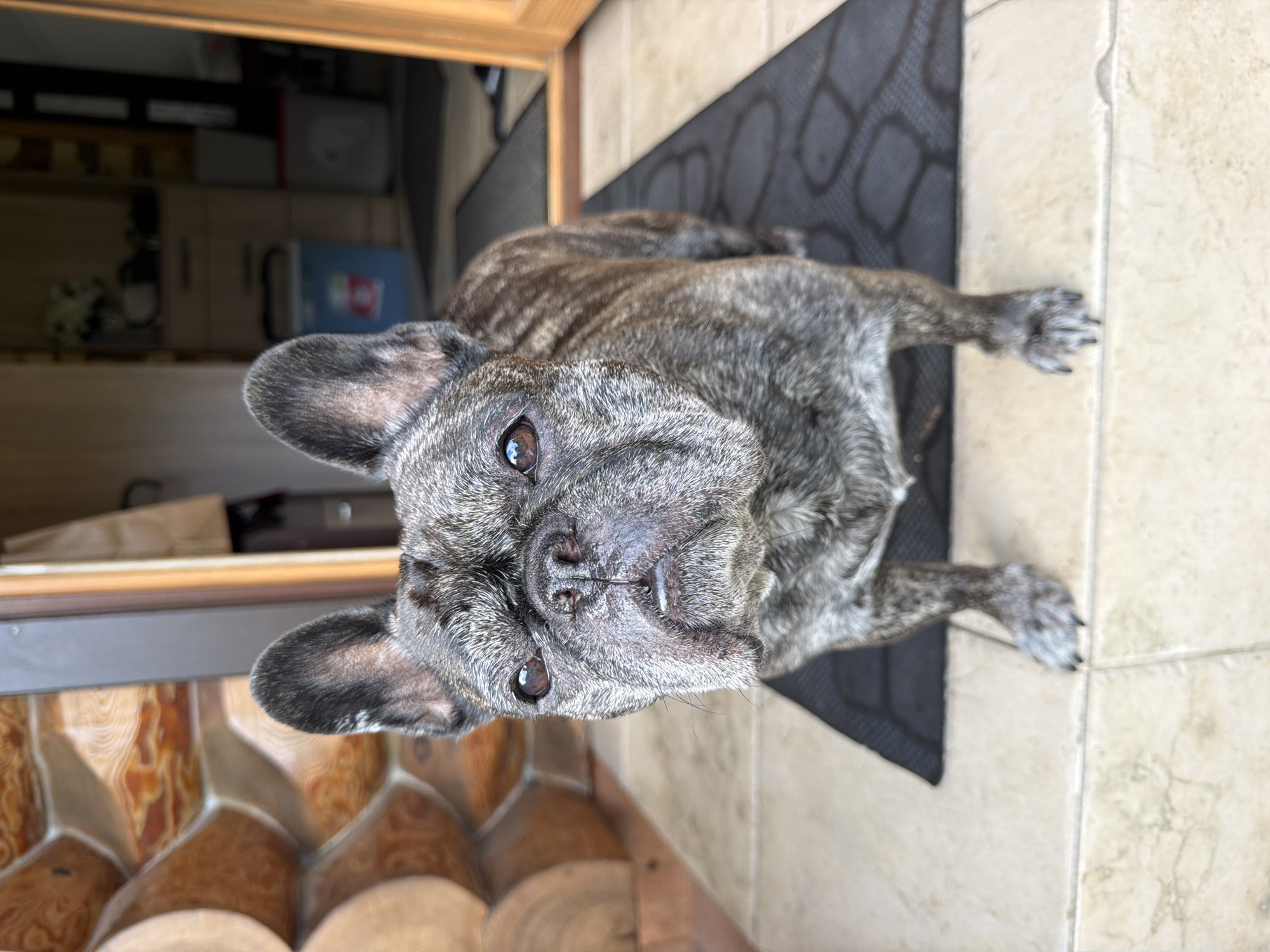 A brindle French bulldog stands on a doormat in front of a doorway. The dog's face is wrinkled and its ears are perked up. Behind the dog, the doorway leads into a room with furniture and boxes. The exterior wall of the building is made of logs. The scene appears to be in the city of Baloži, Latvia.