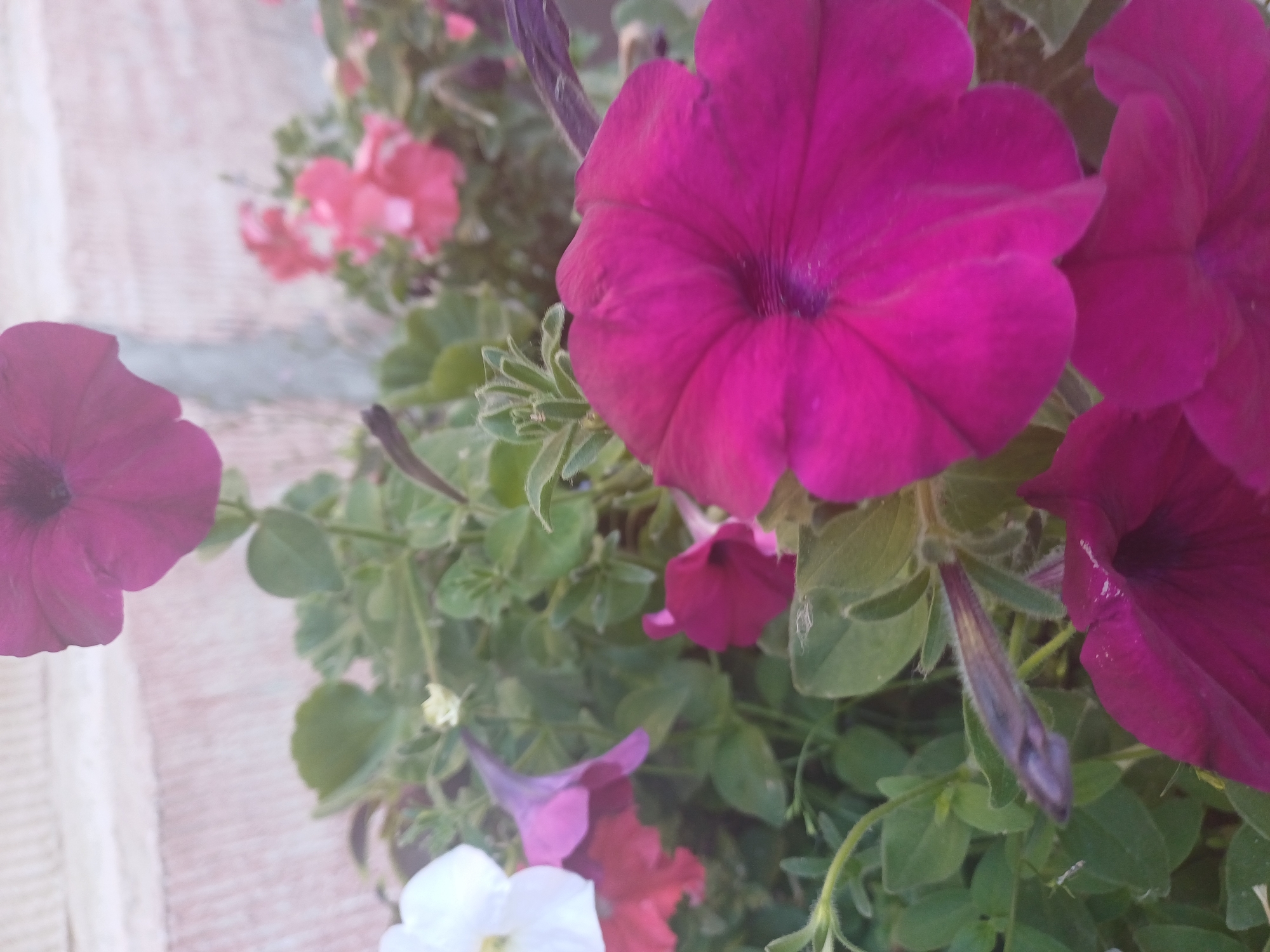 A close-up, slightly blurry shot focuses on several vibrant pink and purple petunias blooming amongst lush green foliage. The flowers, with their characteristic trumpet shapes and soft, velvety petals, are the primary subjects. One large, deep pink petunia dominates the center-right of the frame, its petals unfurling outwards. To its left and slightly out of focus, another large, magenta petunia is visible. Further back, a cluster of smaller, lighter pink flowers add depth. Several unopened buds, some a deep purple, are also present, suggesting a continuous bloom. The background is a soft, out-of-focus wash of pink and white, possibly a textured surface like a wall or fabric. The lighting suggests it could be daytime, possibly overcast, as there are no harsh shadows. The scene is natural and serene, evoking a sense of simple beauty. There is no visible text in the image. The location context of Novosibirsk, Russia, does not provide any specific visual cues within the image itself, but it sets a general geographic and potential climatic context for the flora.