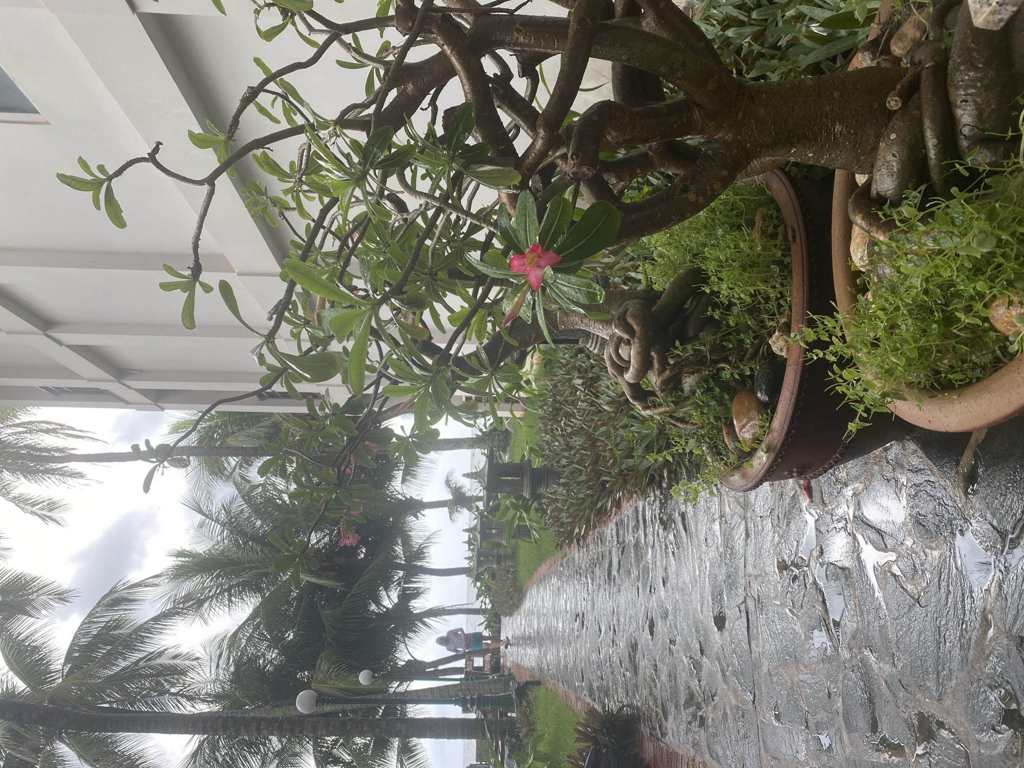 A tropical scene unfolds along a wet stone pathway in what appears to be Phu Thuy Ward, Vietnam. In the immediate foreground, on the right side, is a large potted plant, resembling a Desert Rose (Adenium). It features thick, gnarled branches, dark green succulent leaves, and a single prominent vibrant pink flower with five petals. Smaller, lighter green groundcover plants fill the base of the pot.
The pathway, made of irregular dark grey stone slabs, is visibly wet and reflective, indicating recent rain or damp conditions. It recedes into the distance, flanked by lush green grass and dense tropical foliage, including numerous tall palm trees with feathery fronds. The sky above is overcast with soft, diffuse clouds.
In the mid-ground, a lone individual is seen walking away from the viewer along the wet path, towards a hazy body of water that marks the horizon, likely the sea or ocean. On the left side of the frame, parts of a modern white building with geometric ceiling or wall patterns are visible. The overall atmosphere is serene and humid, characteristic of a tropical coastal environment after a rain shower. There is no visible text in the image.