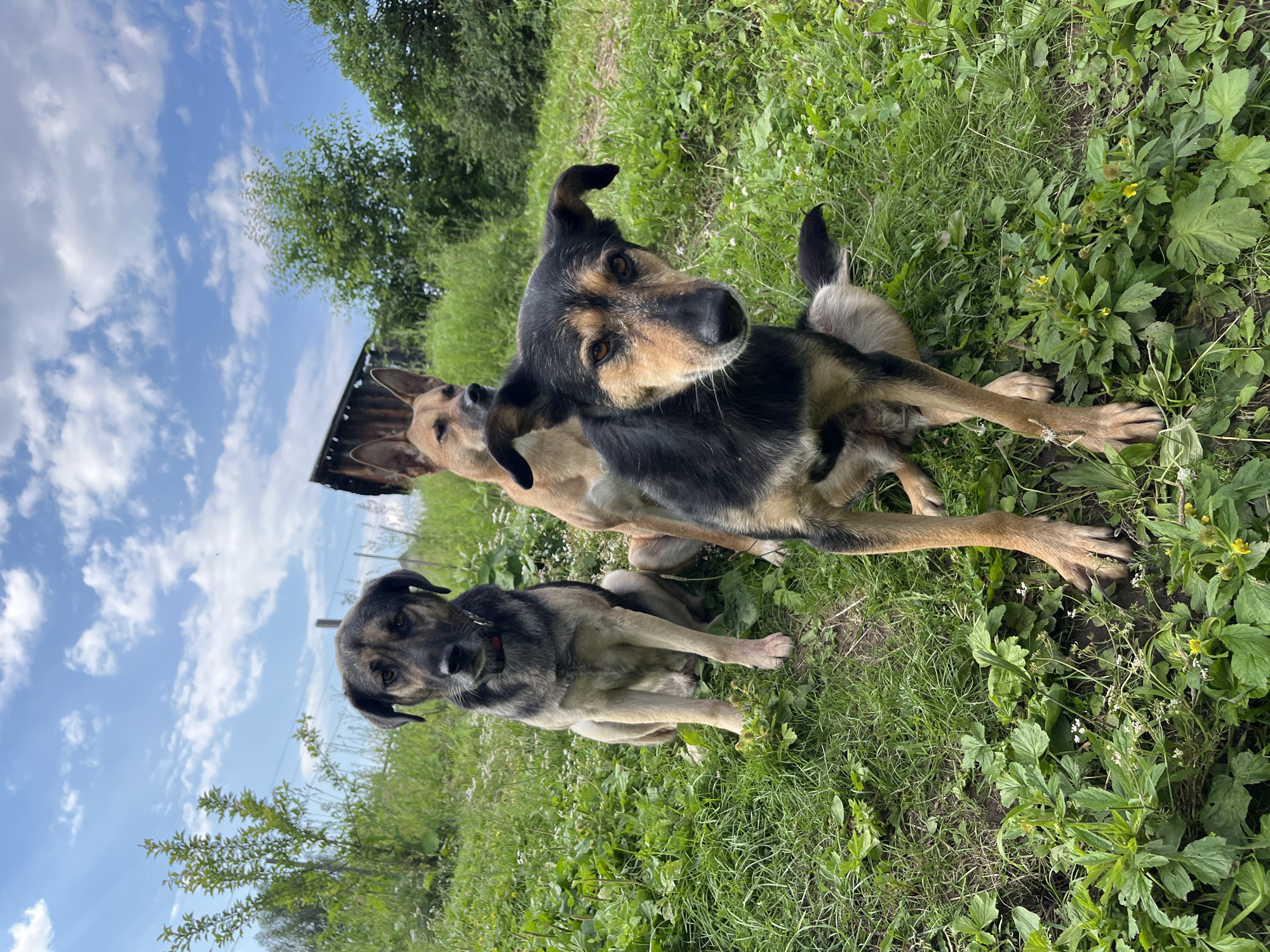 This media file showcases three dogs in a grassy outdoor setting, likely a rural or semi-rural area given the presence of trees and what appears to be a rustic structure in the background. The dogs are of mixed breeds, with varied coat colors ranging from tan to black and grey. Two of the dogs are positioned in the foreground, with one looking directly at the camera with an attentive expression, while the other is partially visible behind it. A third dog is further back, also looking towards the camera. The dogs appear relaxed and comfortable in their surroundings.
The scene is bathed in natural light, suggesting it is daytime, and the presence of green grass and lush foliage indicates a warm weather season, likely spring or summer. The sky above is visible with scattered clouds, contributing to a pleasant outdoor ambiance. There are no people visible in the frame. The activity taking place is simply the dogs being present in the outdoor environment, possibly resting or observing their surroundings. There are no visible text elements in the image. The overall impression is one of a candid moment capturing domestic animals in a natural habitat.