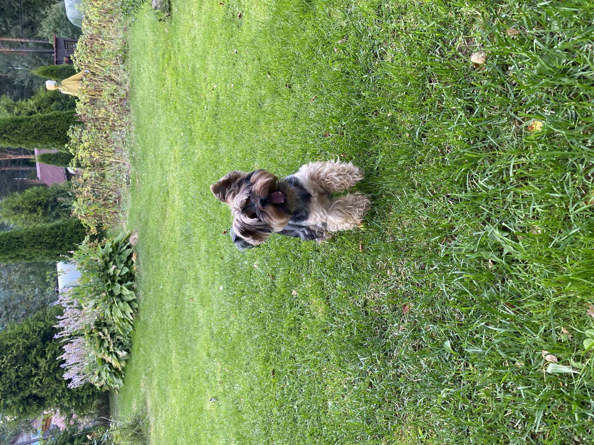 A small, tan and black Yorkshire Terrier with its mouth open is standing on a vibrant green lawn in the foreground of the image. The dog is facing the camera with its ears perked up. Behind the dog, the lawn extends into a garden area. In the middle ground, there are bushes with sparse, dry foliage and a scarecrow dressed in a yellow garment. Further in the background, there are tall evergreen trees and a red-roofed building. The scene appears to be outdoors in a residential or rural setting.