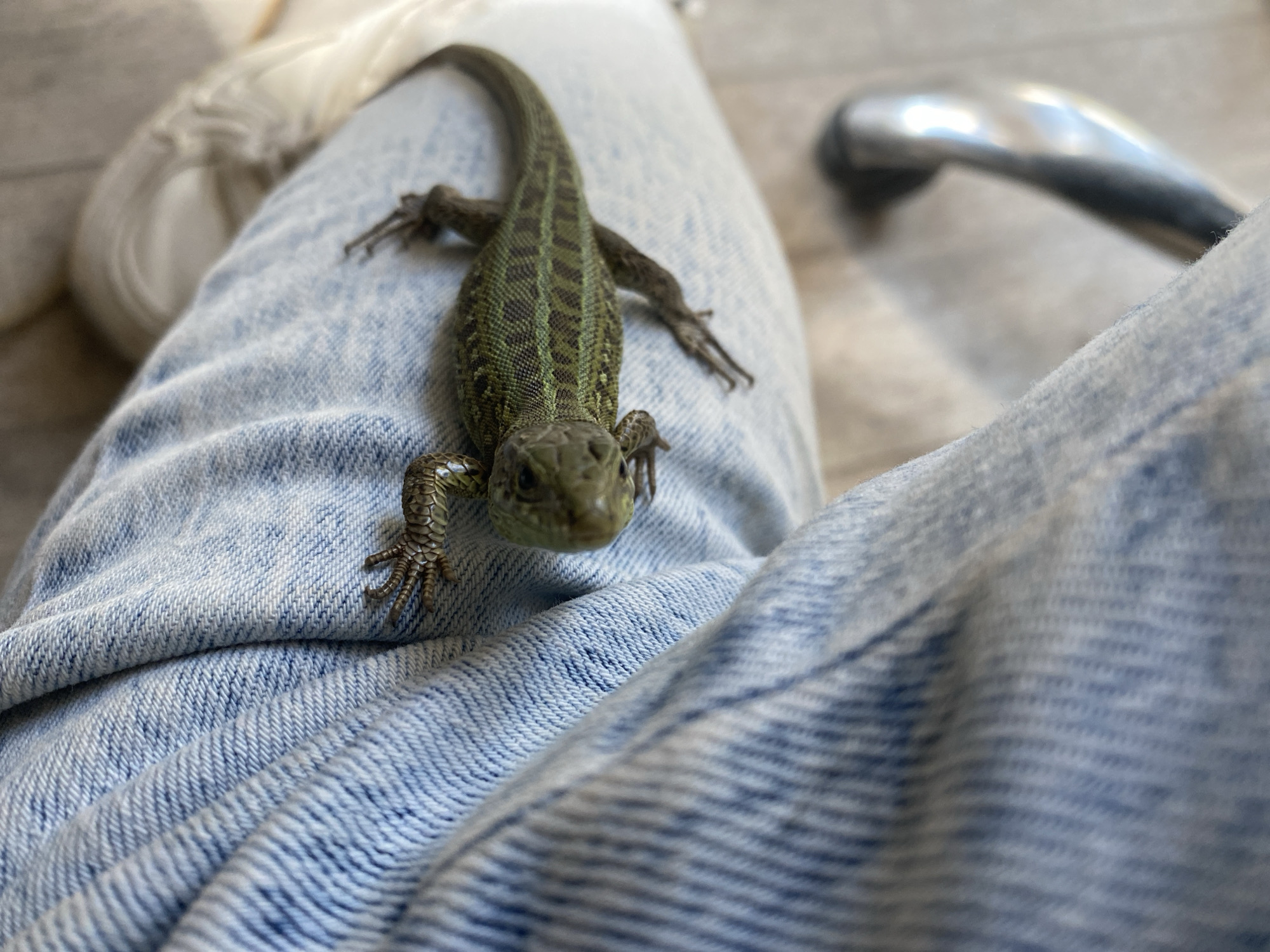 A small, vibrant green and brown lizard is the central subject of the image, resting on the lap of a person wearing light blue denim jeans. The lizard has intricate dark brown patterns and stripes running along its back, and its head is slightly raised, looking directly forward towards the camera with alert eyes. Its small, clawed feet are visible, gently gripping the textured denim fabric.
The person's legs, covered in the light blue jeans, are the immediate setting for the lizard, showing folds and creases in the fabric. The background is softly blurred, revealing hints of a light-colored shoe on the left and a shiny metallic object, possibly a part of a chair, on the right. The lighting is bright and natural, indicating it is daytime, and the scene appears to be indoors.
The activity depicted is a tranquil moment with the lizard comfortably perched on the person's lap. There are no visible human emotions, but the lizard appears calm and docile. No text is visible in the image. This scene occurs in Chaikovsky, Russia.