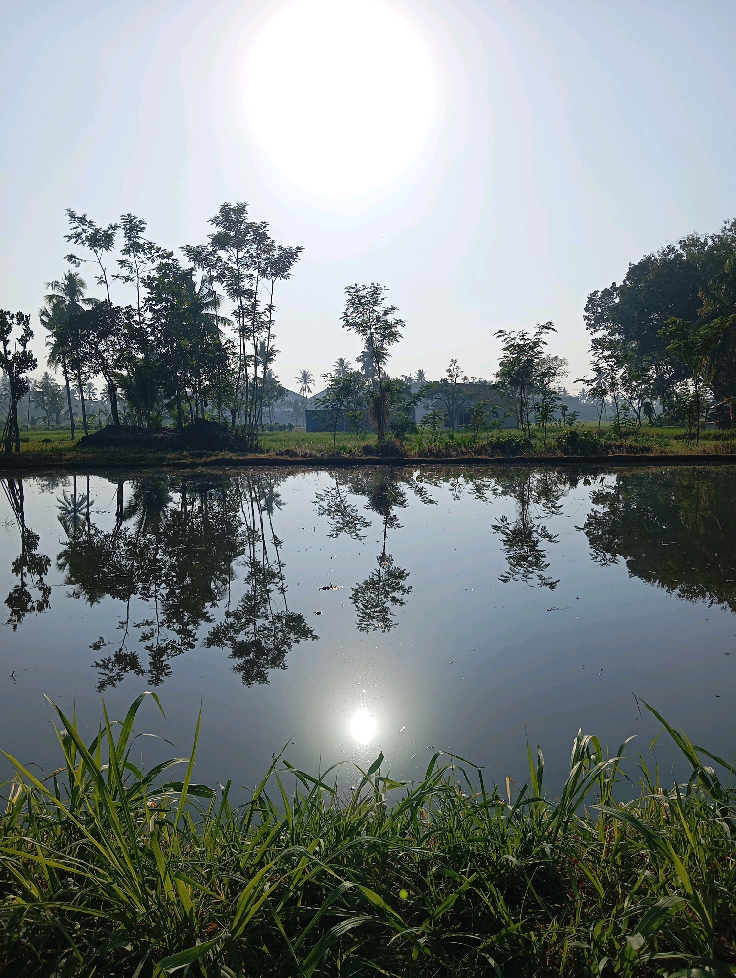 A tranquil scene unfolds by a calm body of water in Pasirian, Indonesia, under a bright, hazy sun. The foreground is dominated by lush, green grass, its blades reaching upwards towards the sky. Beyond the grassy edge, the water reflects the surrounding landscape with remarkable clarity. Tall, slender trees, some with palm fronds, line the opposite bank, their silhouettes mirrored perfectly in the still water. A few buildings, possibly homes, are visible in the distance amidst the trees and greenery. The sun, high in the sky, casts a soft glow over the entire scene, creating a serene and picturesque environment. The water's surface is mostly smooth, broken only by subtle ripples and the reflections of the trees and sky.