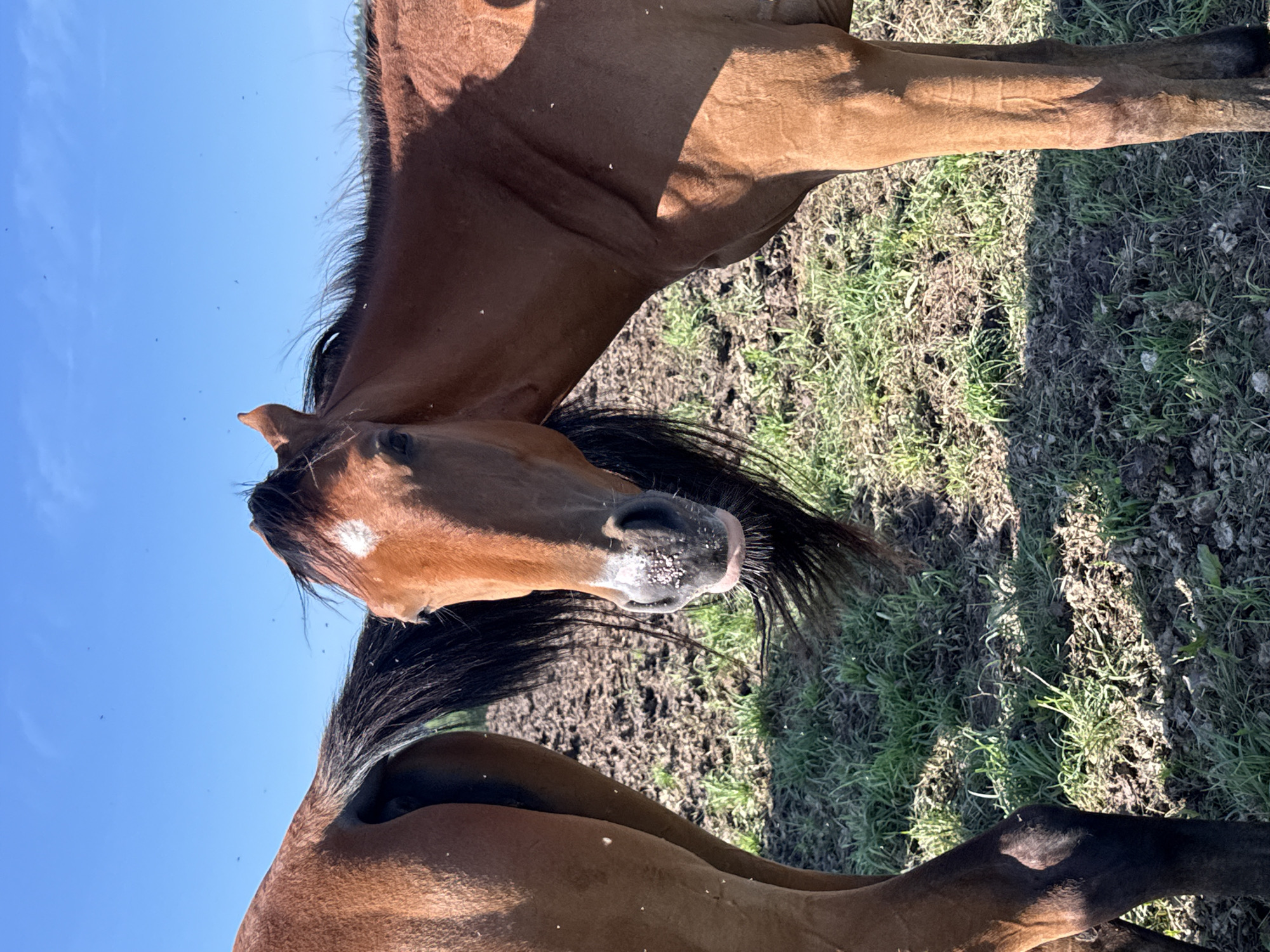 Two brown horses are in a field on a sunny day. The horse on the right is closer to the camera, and its head is turned to face the viewer. The horse has a white marking on its forehead. Its muzzle is covered in what appears to be dust or dirt. The horse on the left is partially visible, with its hindquarters and tail in the frame. The field is covered in dry soil, sparse green grass, and small white specks that may be insects. The sky is a clear blue with a few small dark specks, possibly insects, visible. The image appears to have been taken in the city of Galinė, Lithuania.