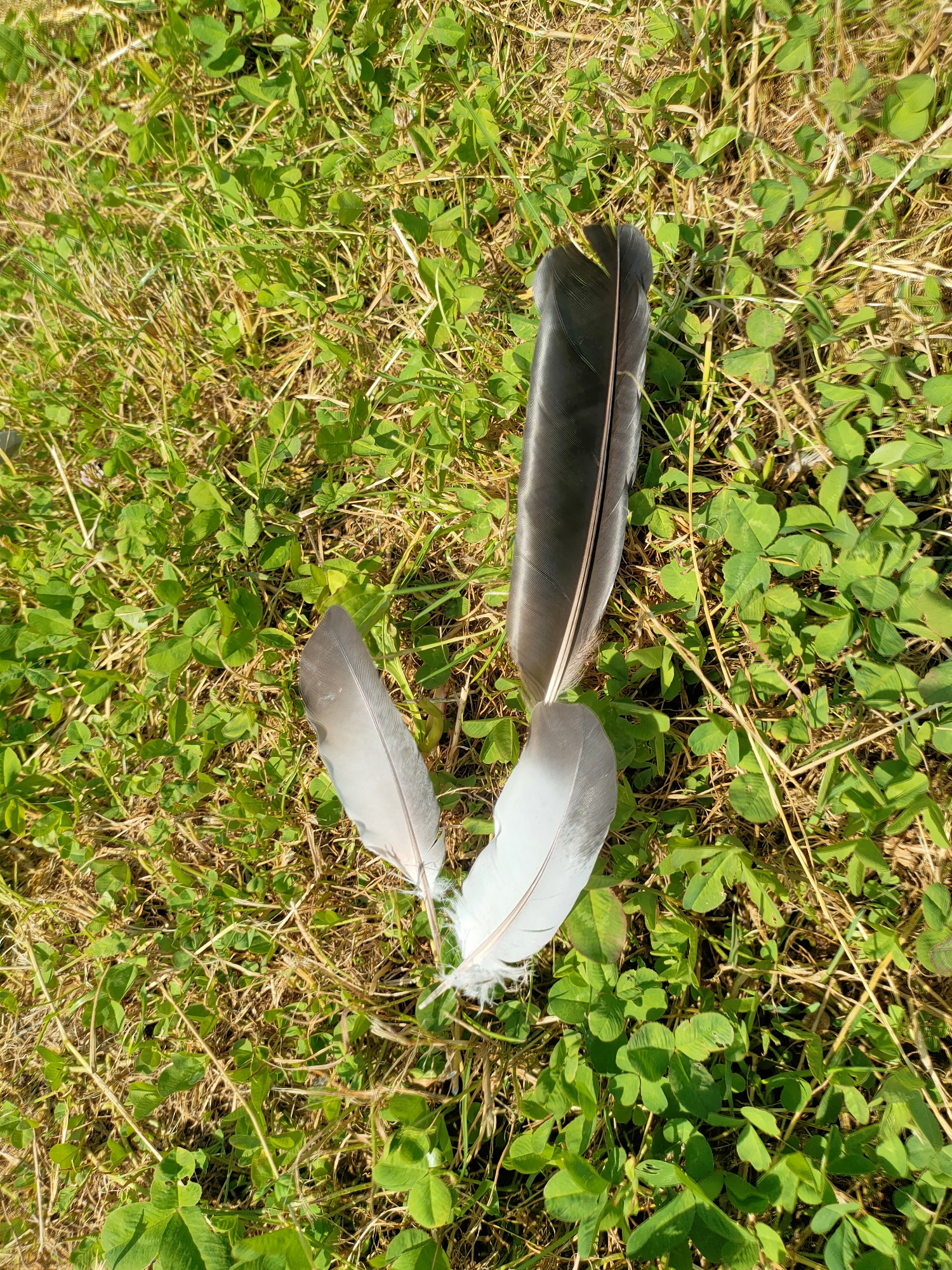 Three bird feathers lie on a patch of green clover and dry grass in Nosivka, Ukraine. One feather is long and black, with a thin quill. Two other feathers are shorter and lighter in color, appearing greyish-white and feathery at their tips. The scene is illuminated by sunlight, creating shadows on the ground.
