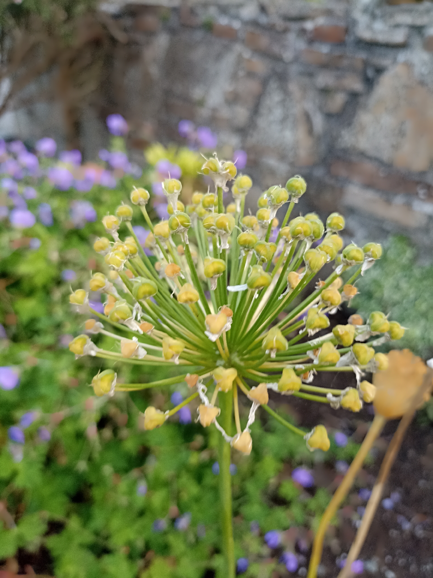 The image shows a close-up of a flowering plant with small, green, bulbous seed heads. The plant has a green stalk and the seed heads are arranged in a spherical shape. In the background, there are blurred purple flowers and a stone wall. The scene appears to be outdoors in a garden setting. No people or specific landmarks are visible.