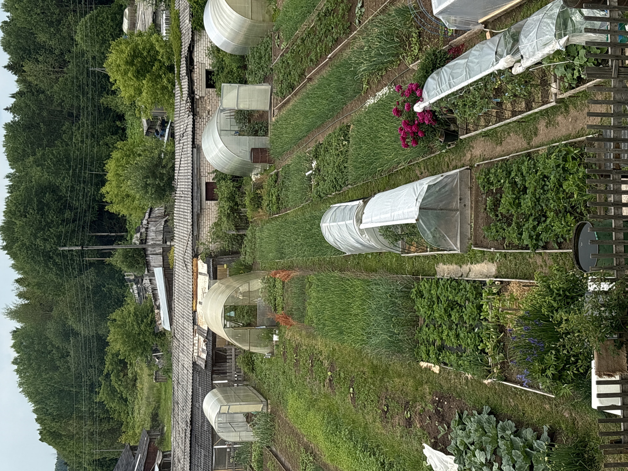This is an aerial, eye-level shot of a rural garden in the village of Kumyon, Kirov Oblast, Russia. The garden is densely planted with a variety of vegetables and flowers. There are multiple greenhouses, made of clear plastic stretched over metal frames, scattered throughout the scene. Rows of young green plants, likely onions or leeks, are visible, as well as beds of strawberries. Cabbage plants are also present in a separate bed. In the foreground, a wooden fence encloses the garden. Behind the garden, a cluster of wooden buildings with weathered roofs suggests residential or storage structures. The background is dominated by a dense forest of green trees under an overcast sky. There are no people visible in the image.