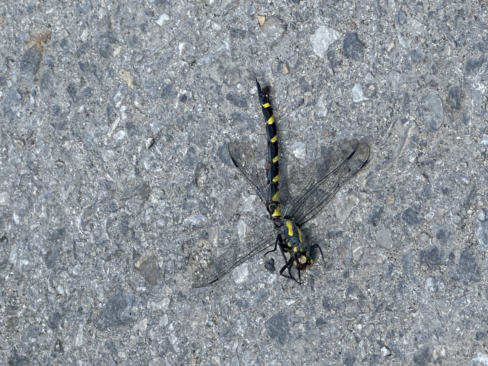 A dead dragonfly, black with bright yellow bands, lies on a grey, pebbled asphalt surface. The dragonfly is positioned diagonally, with its head towards the lower left and its tail towards the upper right. Its transparent wings, etched with dark veins, are splayed open. The asphalt appears to be a common road or sidewalk surface, with visible stones and variations in color from light grey to dark grey. The lighting suggests it is daytime, with natural light casting subtle shadows. There are no people, buildings, or other distinguishing features in the immediate vicinity to indicate a specific location within Veliko Tarnovo, Bulgaria. The image focuses solely on the deceased insect and its immediate surroundings.