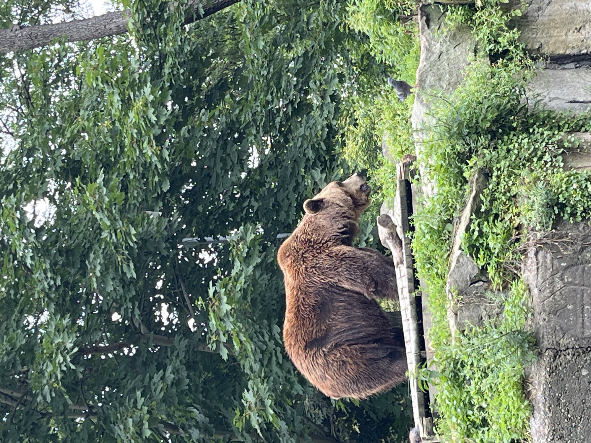 A brown bear stands on a wooden platform in a naturalistic enclosure. The bear is facing to the right, with its head lowered. A pigeon stands on a rock to the right of the bear. The enclosure is filled with lush green vegetation and trees. The background consists of dense green foliage. There are no people visible in the image. This scene is likely from the Kaliningrad Zoo in Kaliningrad, Russia.