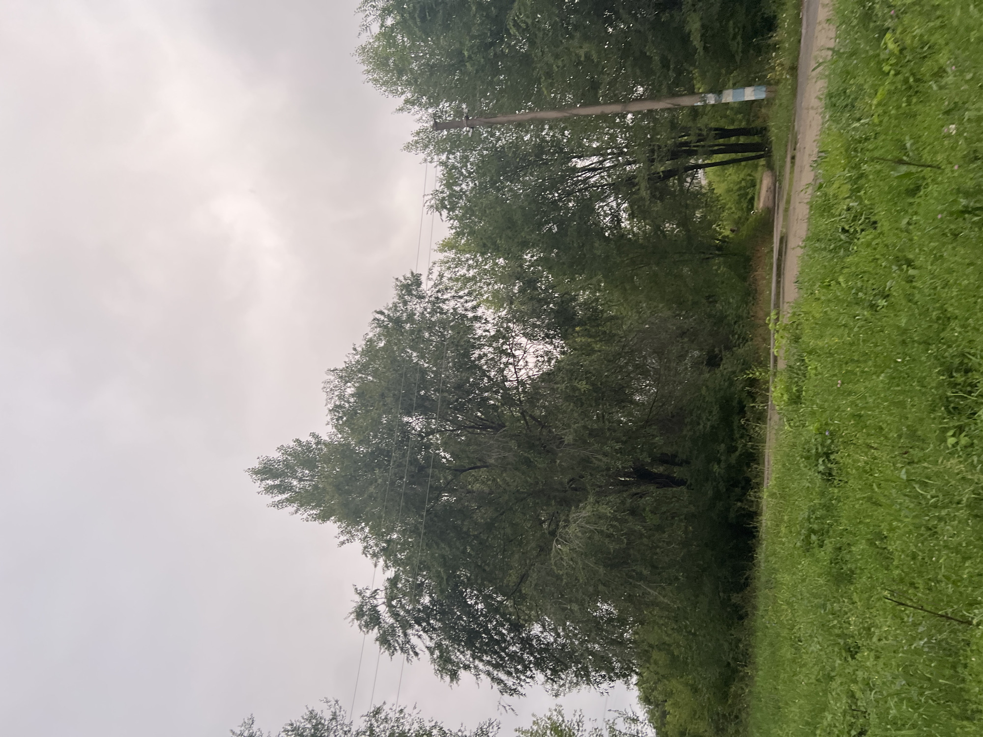This image depicts an overcast day in Ulyanovsk, Russia, focusing on a rural or semi-rural road bordered by lush green grass and dense trees. A power line pole, marked with blue and white bands, stands prominently on the right side of the frame, supporting overhead wires that stretch across the scene. The road itself appears to be unpaved or asphalt with visible patches and puddles, suggesting recent rainfall. The foliage is predominantly green and varied, with a large, mature tree dominating the center-left of the image. The sky is uniformly cloudy, contributing to a muted lighting condition. No people or animals are visible in the frame.