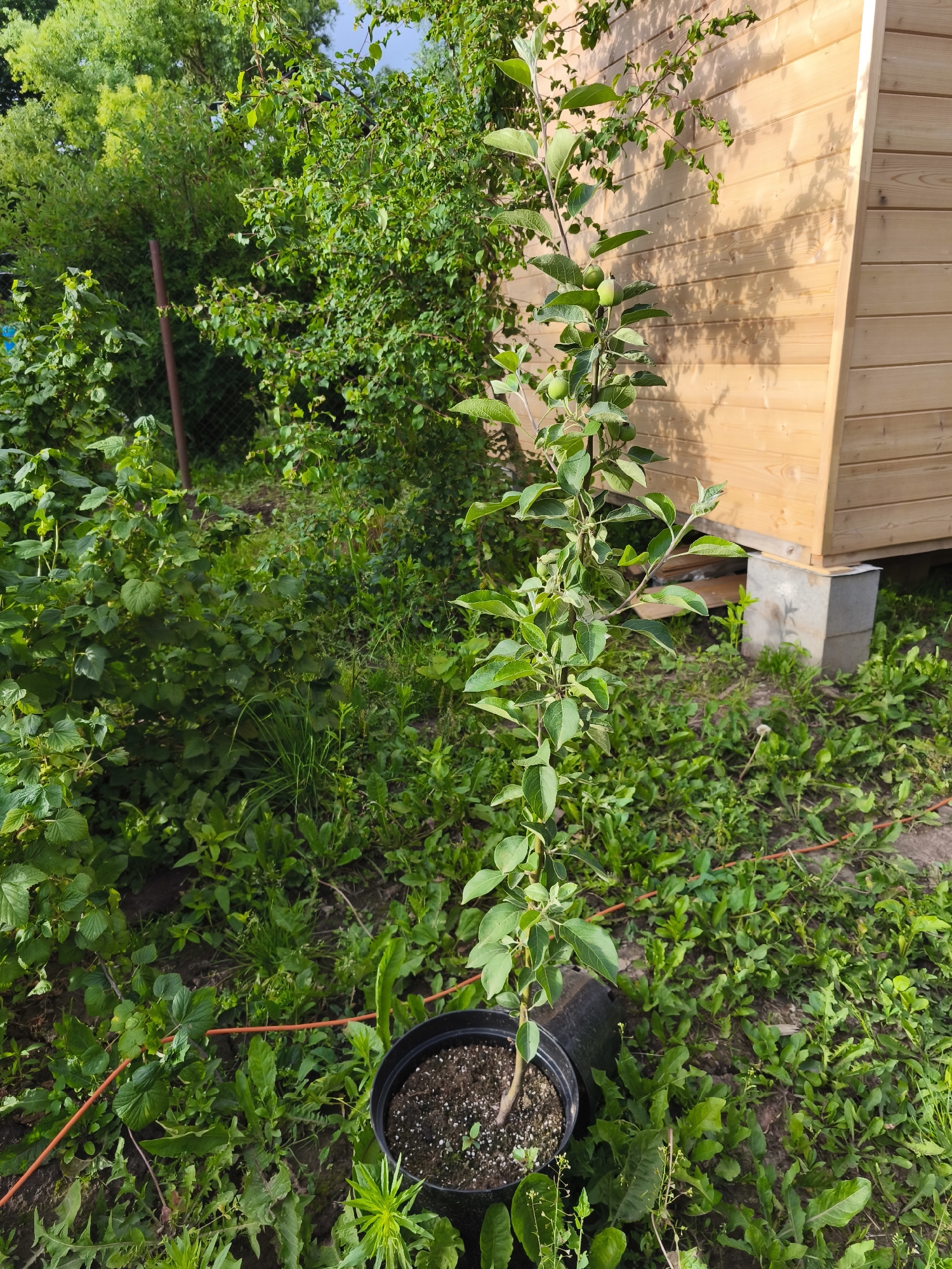 A young apple tree in a black pot stands in a yard. The tree has a thin trunk and is laden with small green apples. In the background, a wooden building with horizontal siding is visible, casting shadows on the ground. Lush green foliage surrounds the tree, and a wire or hose is visible on the ground. The scene appears to be outdoors, likely in a garden or backyard setting in Dolzhikovo, Russia.