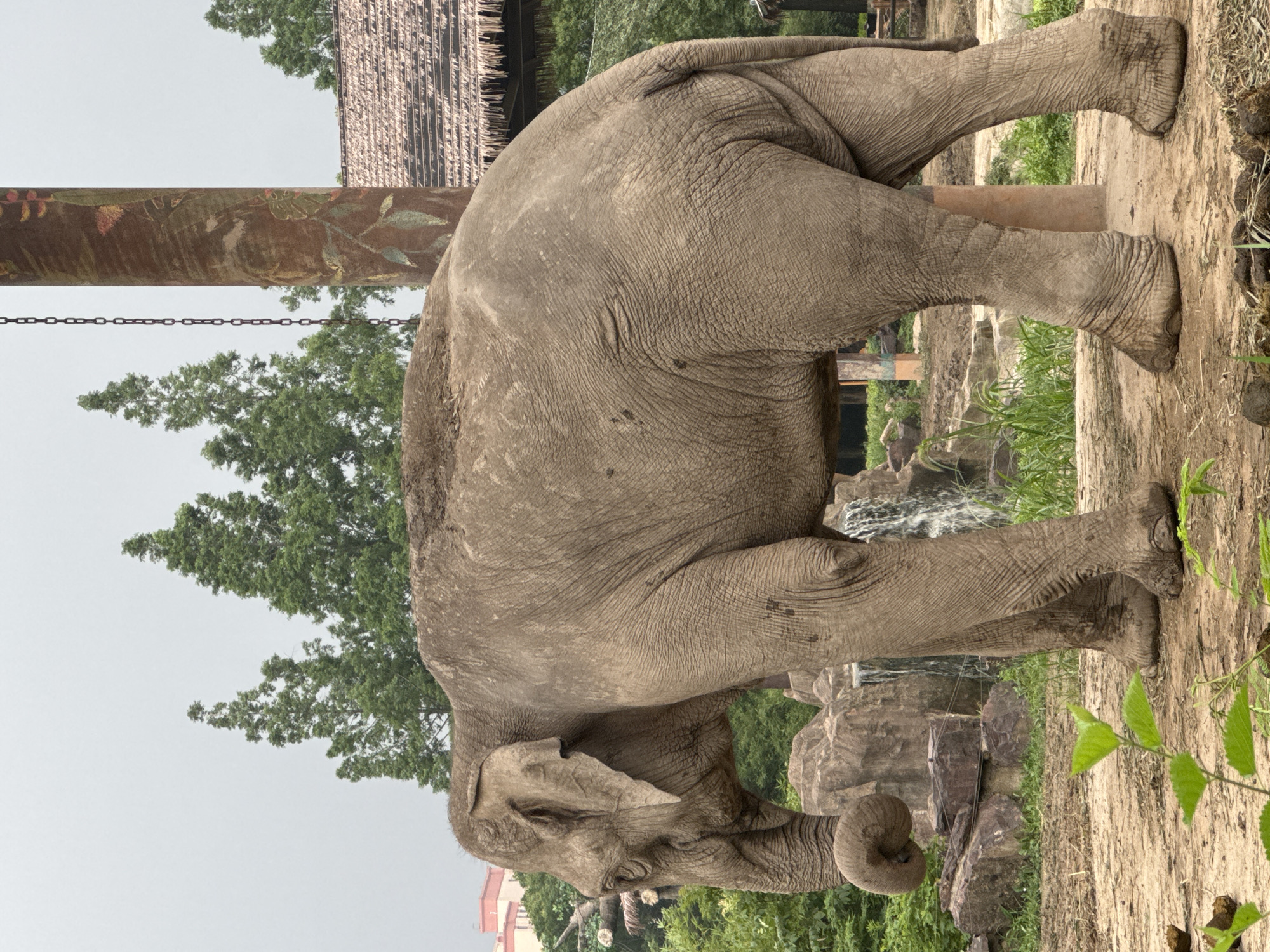 An elephant stands in an outdoor enclosure, its body facing left. The elephant is a large, grey animal with wrinkled skin. Its trunk is curled downwards and to the left. The enclosure features a sandy ground, rocky structures with a small waterfall, and lush green vegetation. In the background, there are tall evergreen trees and a building with a thatched roof. A painted wooden pole with a chain hanging from it is located to the right of the elephant. The sky is overcast and grey. The location is in the city of Pudong, China.