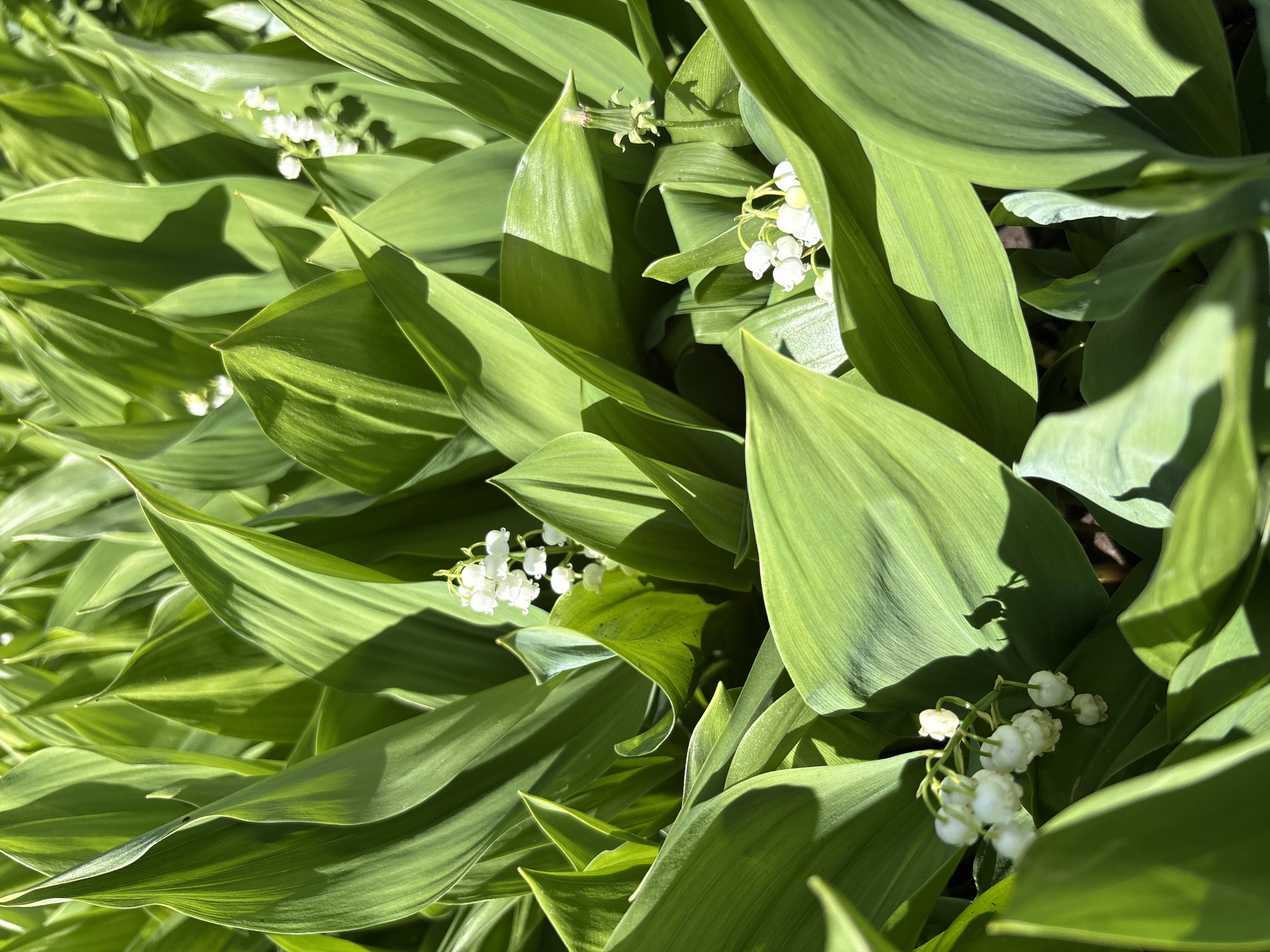The image shows a dense cluster of Lily of the Valley plants in sunlight. The focus is on the broad, green leaves that dominate the scene, with glimpses of the small, white, bell-shaped flowers peeking out from amongst the foliage. Shadows cast across the leaves add depth and contrast to the scene. The location within the city of Chaikovsky, Russia, is not discernible from the image itself.