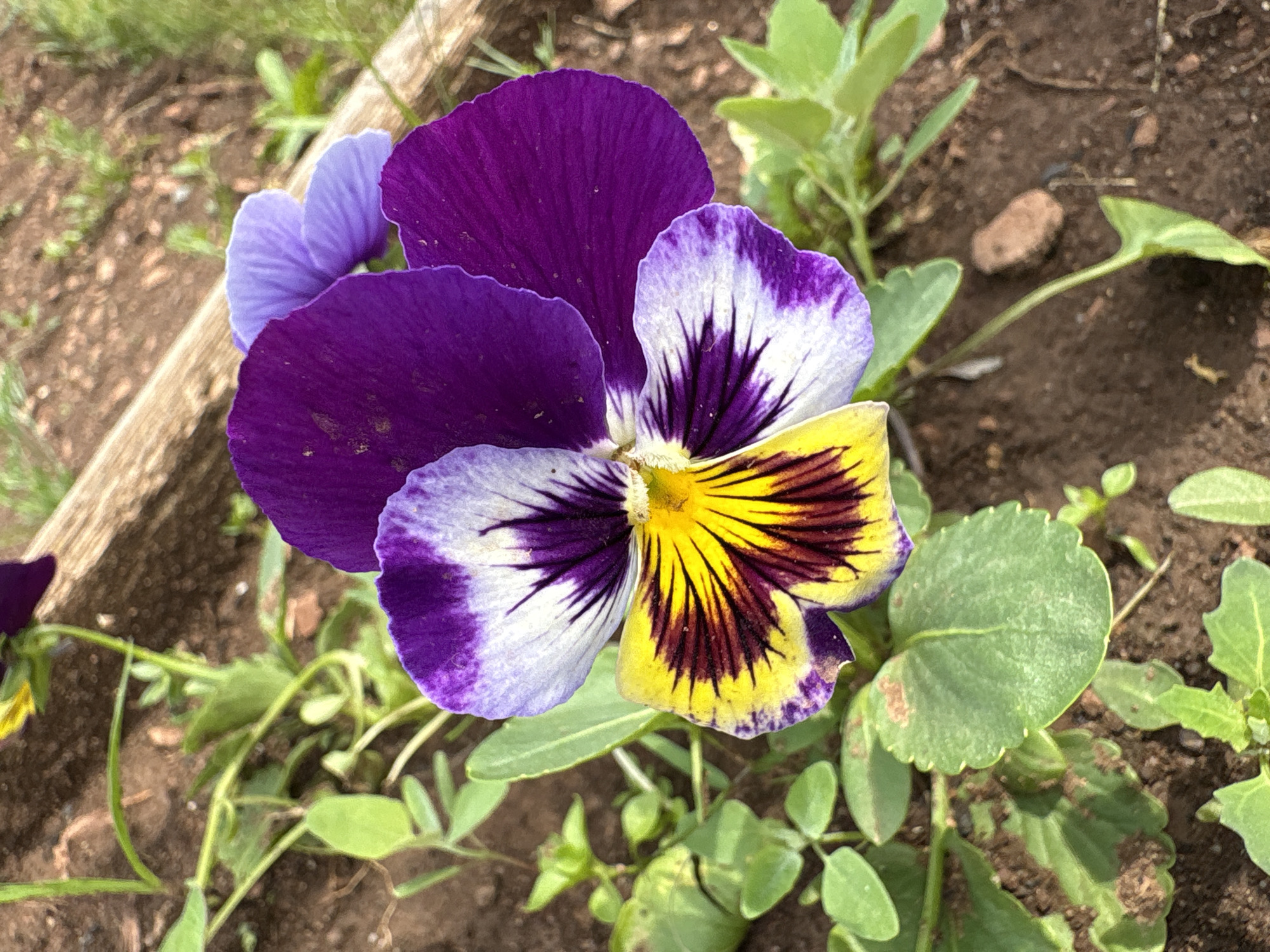 This is a close-up, eye-level shot of a colorful pansy flower with purple, white, and yellow petals. The flower is in focus, with the background of dark soil and green foliage slightly blurred. A weathered wooden plank is visible in the upper right corner of the frame. The overall lighting suggests it is daytime. There are no people or animals visible in the image. The location is Bratsk, Russia.