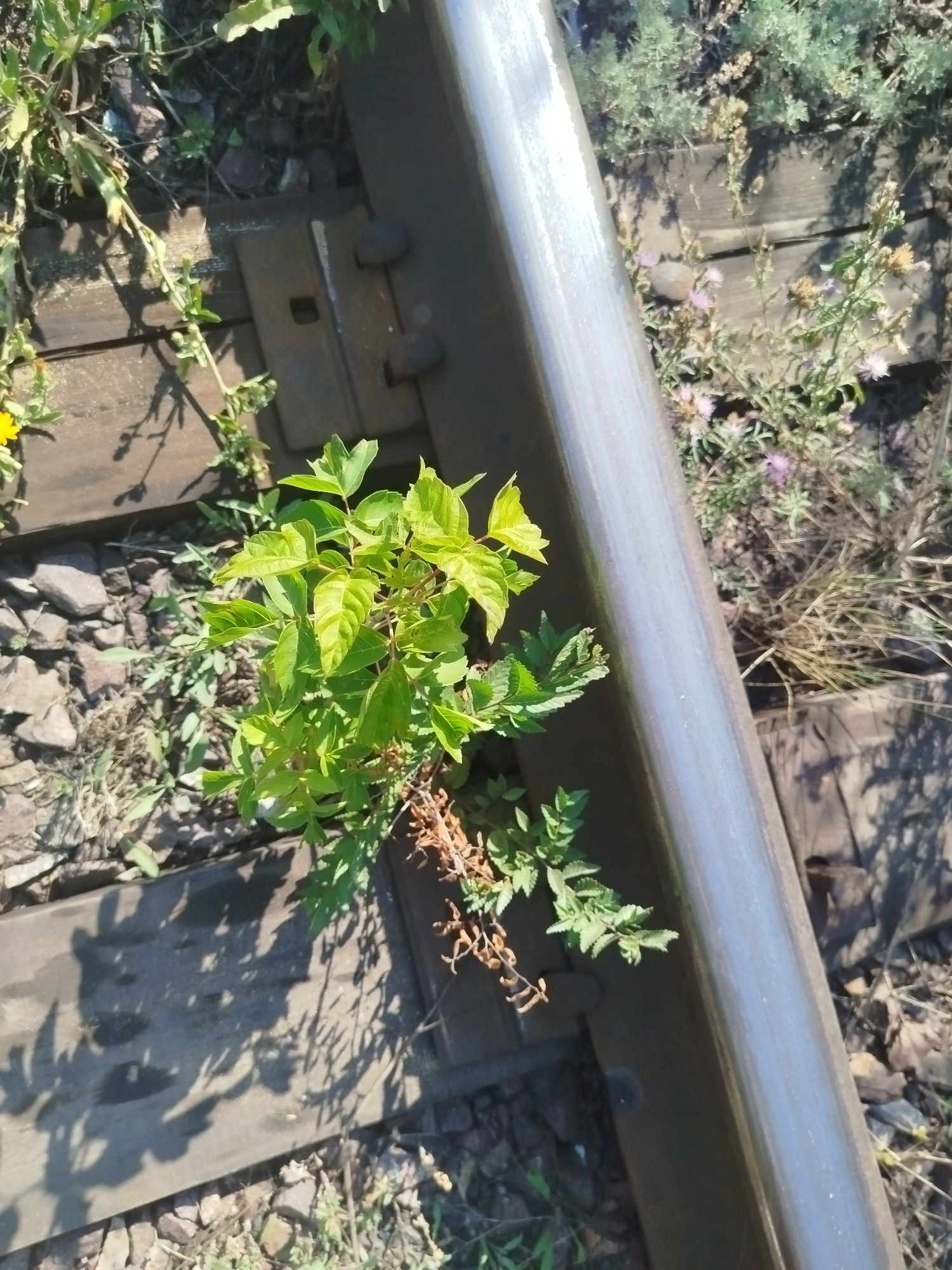 A close-up, top-down view captures a section of railway tracks with a green plant growing between the wooden sleepers and the metal rail. The scene is outdoors on a sunny day, casting shadows of the plant onto the weathered wooden sleepers. The railway track appears to be in a state of disuse or under construction, with loose gravel and small stones scattered around the tracks. The surrounding vegetation is dry and sparse in some areas, while the plant in focus is vibrant green and leafy. There are no people or animals visible in the image. The location is identified as the city of Qarağandı, Kazakhstan.