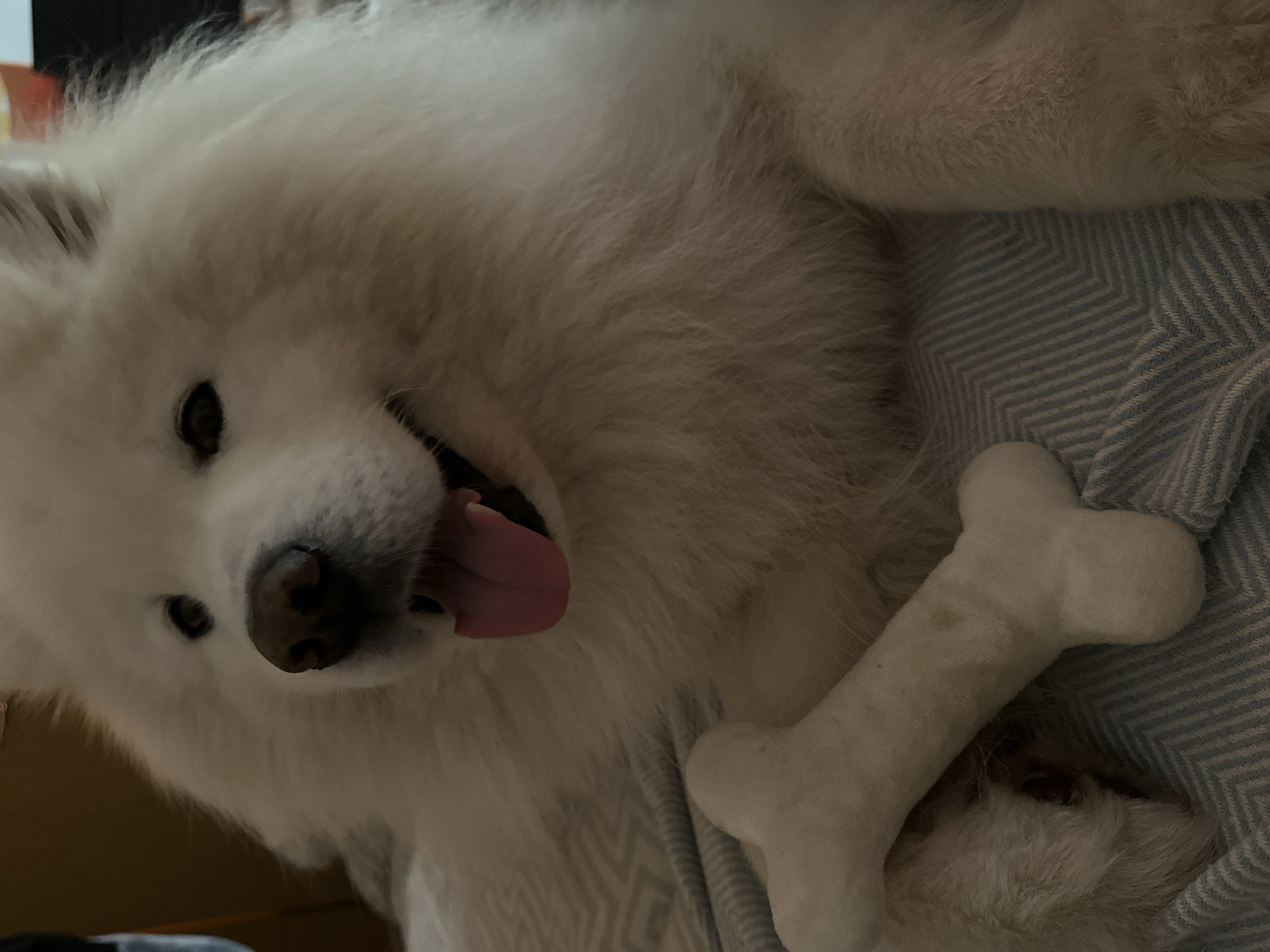 A large, fluffy white Samoyed-type dog is depicted lying down in an indoor environment, situated in the city of Šušanj, Montenegro. The dog's head is turned slightly toward the viewer, with its mouth open and a pink tongue partially extended. It possesses dark eyes and a dark nose. A white, bone-shaped chew toy is positioned on a light blue and white herringbone-patterned blanket, resting in front of the dog and partially under its left foreleg. The background beyond the dog and blanket is out of focus, showing indistinct warm, muted tones. No other individuals or significant actions are visible within the frame.