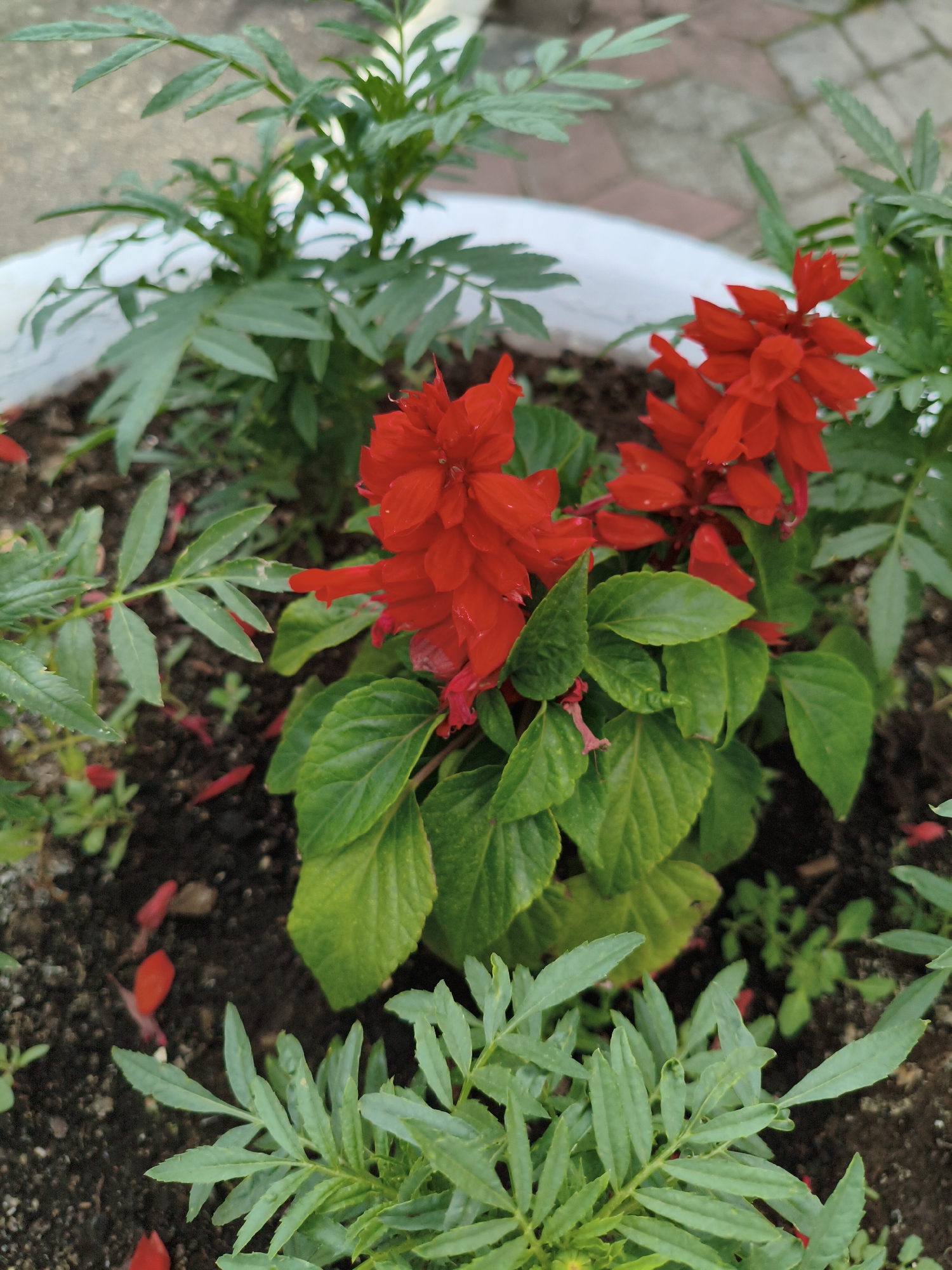 The image shows a close-up view of a flowerbed containing bright red Salvia flowers with vibrant green leaves. The flowers are in clusters and appear to be in bloom. The surrounding foliage is lush and green. The flowerbed itself is filled with dark soil, and some fallen red petals are scattered on the ground. In the background, there is a white planter edge and a glimpse of a brick-paved area, possibly a pathway or patio. The lighting suggests it is daytime, likely outdoors. The scene is set in a garden or park environment. The image was taken in the city of Orenburg, Russia.