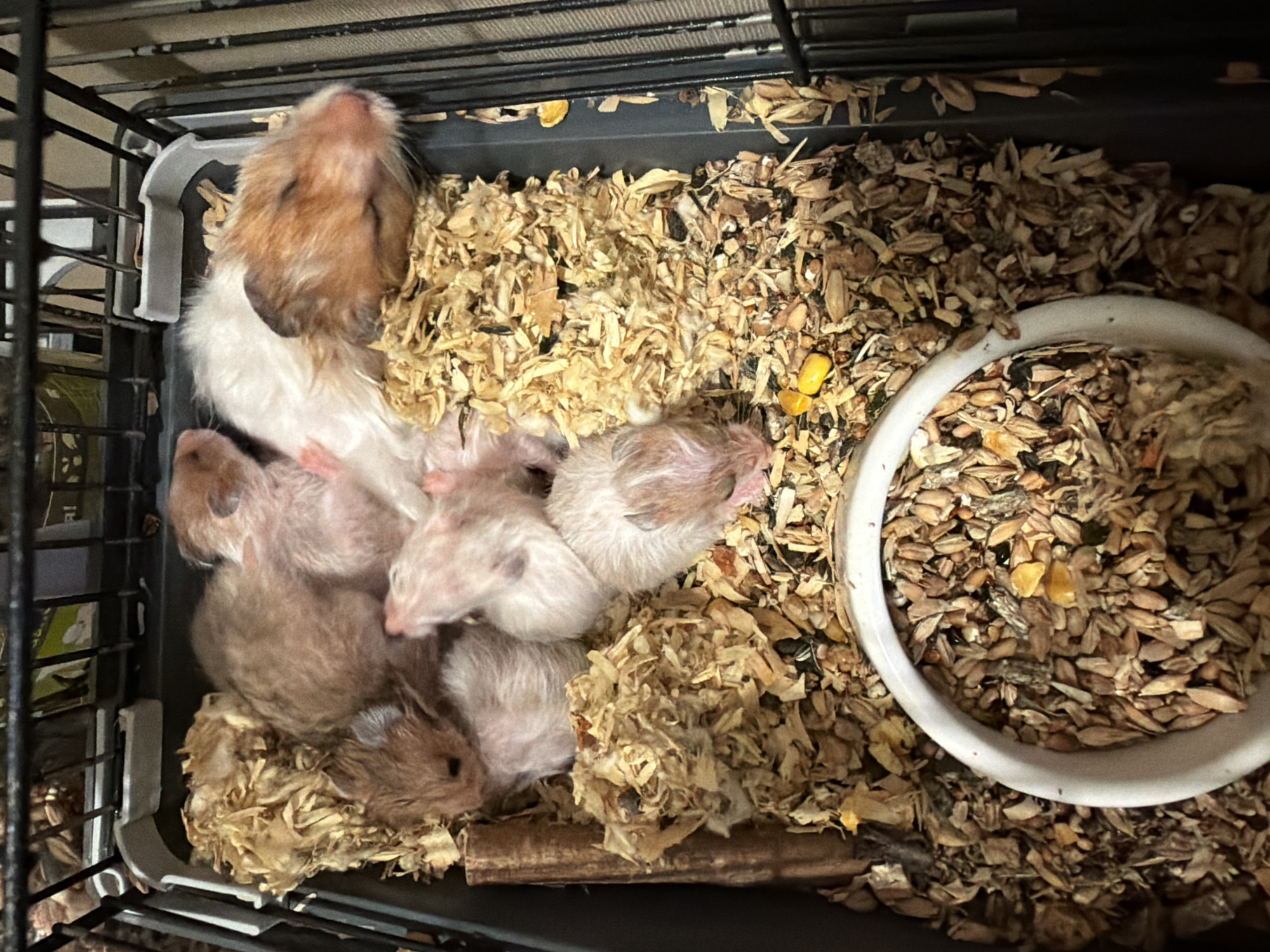 A high-angle, medium shot captures several young hamsters nestled together on a bed of wood shavings and birdseed within a pet cage. The hamsters vary in color, with some being light brown and white, and others a darker brown. One hamster is prominently white with brown patches and appears to be sleeping. A white plastic food bowl filled with birdseed sits in the lower right portion of the frame. The cage bars are visible along the top and right edges of the image. The scene appears to be an indoor setting, though its specific location within Shcherbinka, Russia, cannot be determined from the visual information provided.