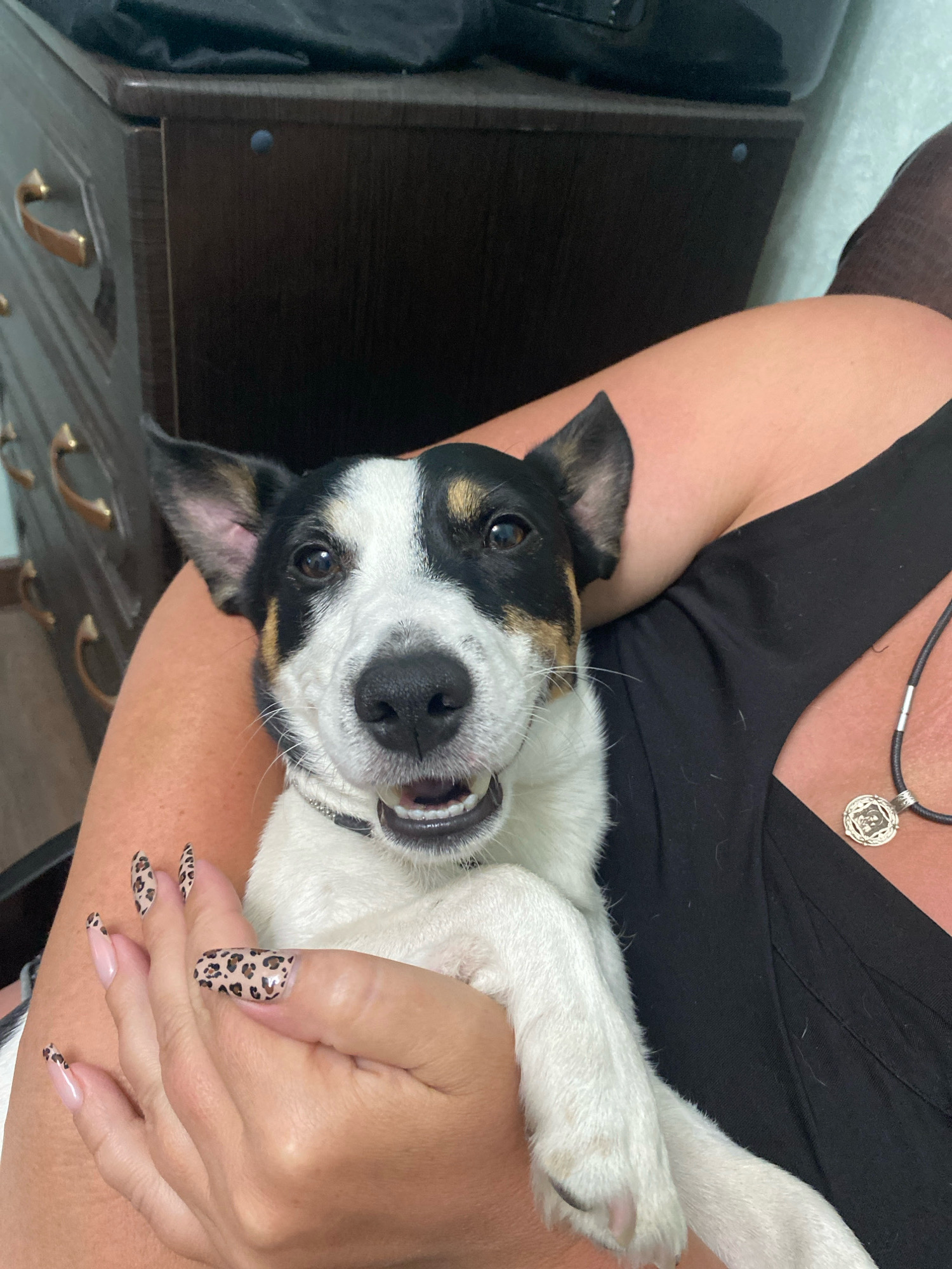 The image shows a close-up of a Jack Russell Terrier being held by a person. The dog has black and white fur with tan markings on its head and ears. It is looking directly at the camera with its mouth slightly open, revealing its teeth. The person holding the dog is wearing a black top and has leopard print nail art on their fingers. A silver pendant hangs from a black cord around the person's neck. In the background, a dark brown dresser with brass handles is visible. The scene appears to be indoors, likely in a residential setting. There is no discernible information in the image to indicate a specific location in the city of Novorossiysk, Russia.