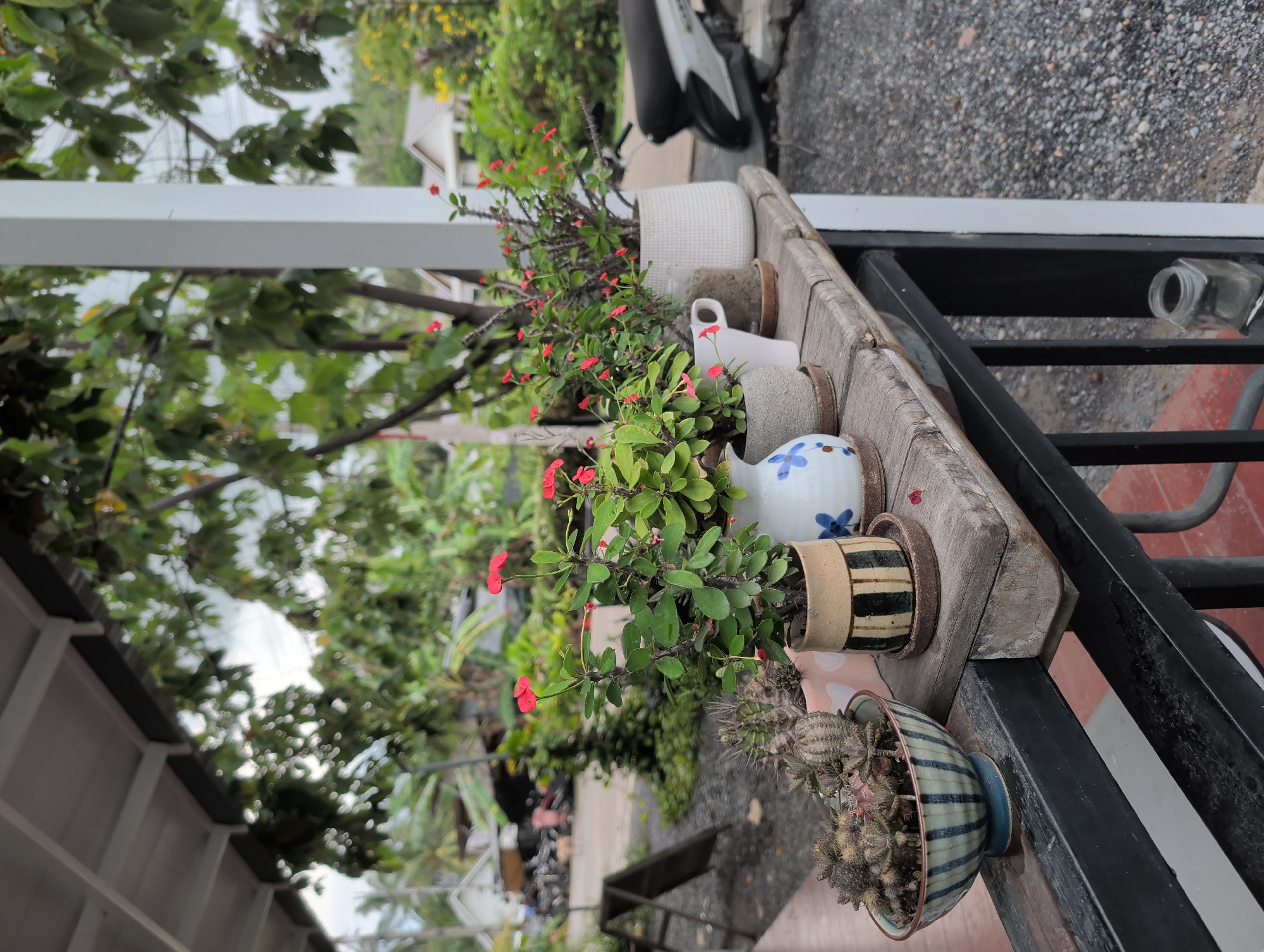The scene shows a row of potted plants on a wooden shelf attached to a black metal railing. The plants are a mix of flowering euphorbias with small red blossoms and a cactus in a blue and white striped pot. The shelf is outdoors, with trees and a building visible in the background, under a hazy sky. The location is identified as Moo 4, Thailand. A motorcycle is partially visible in the background. A clear glass jar lies on a metal grid beneath the wooden shelf.