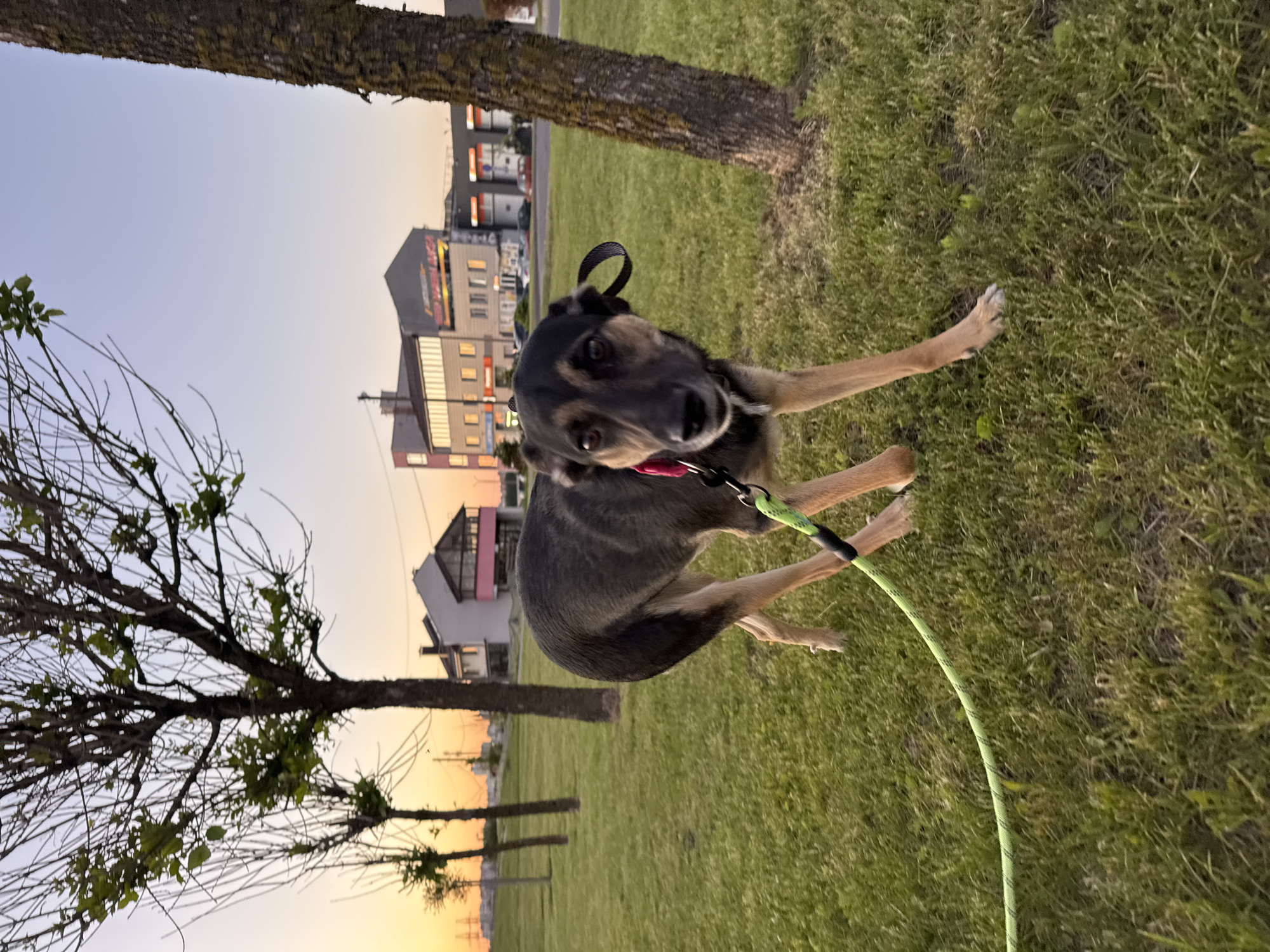 A medium-sized, short-haired dog, largely black and brown, is on a leash on a green grassy lawn. The dog wears a black collar and a red tag, and the leash is bright green. The background includes trees, buildings, and an evening sky with a hint of sunset. The location is likely Minsk, Belarus, based on the architectural style of the buildings. The photo appears to be taken at ground level.