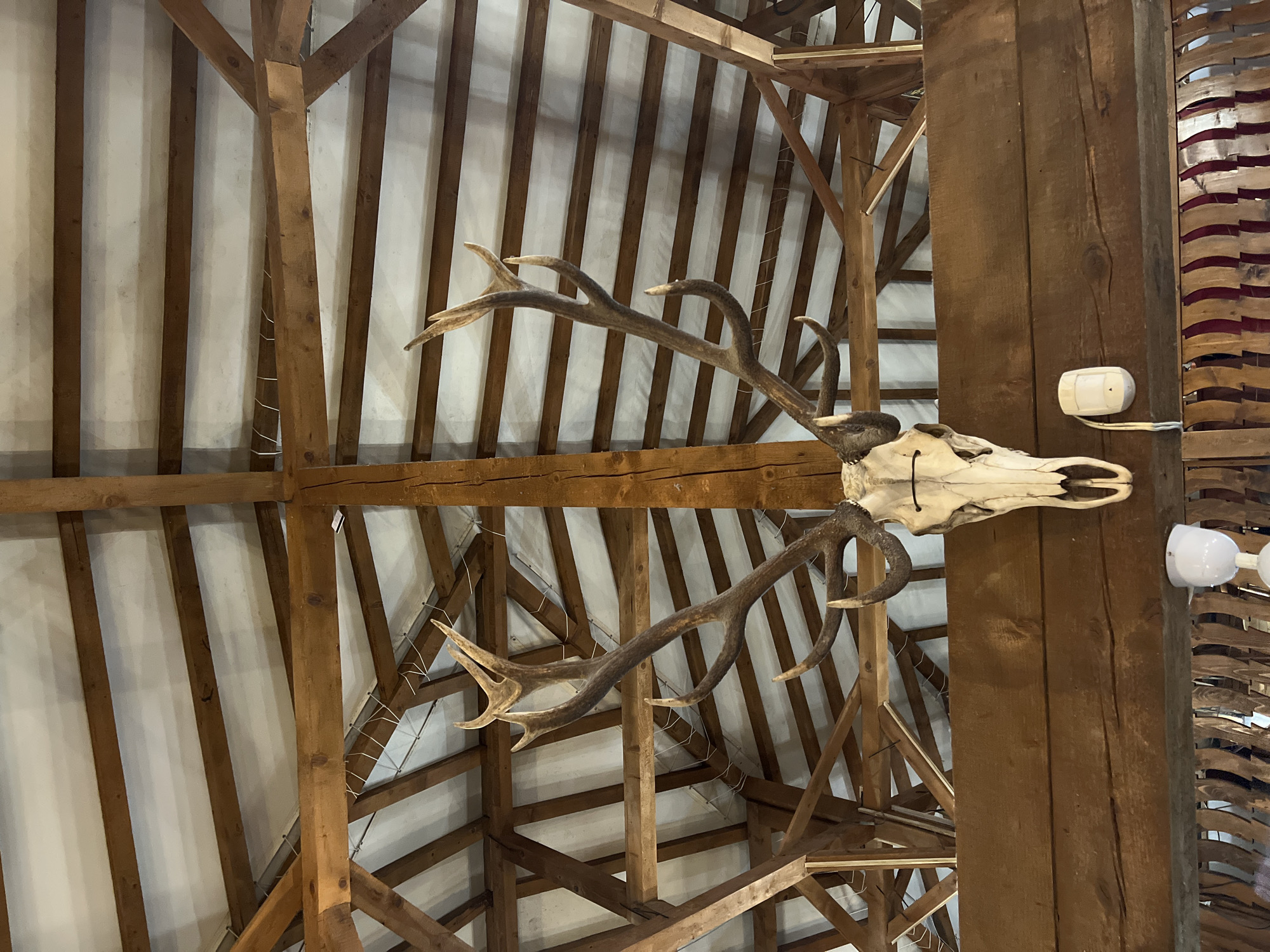 The image shows a mounted deer skull with large antlers, suspended from the wooden rafters of a building, likely a barn or a rustic establishment. The skull is positioned centrally, with its antlers extending outwards and upwards. Below the skull, a wooden beam runs horizontally, and on this beam, a white motion sensor is mounted. The background consists of the building's roof structure, with exposed wooden beams and white ceiling panels. The scene appears to be indoors, possibly in Nesebar, Bulgaria, given the prompt's contextual clue, although the image itself does not contain any explicit visual indicators of this location. No people are visible in the frame.