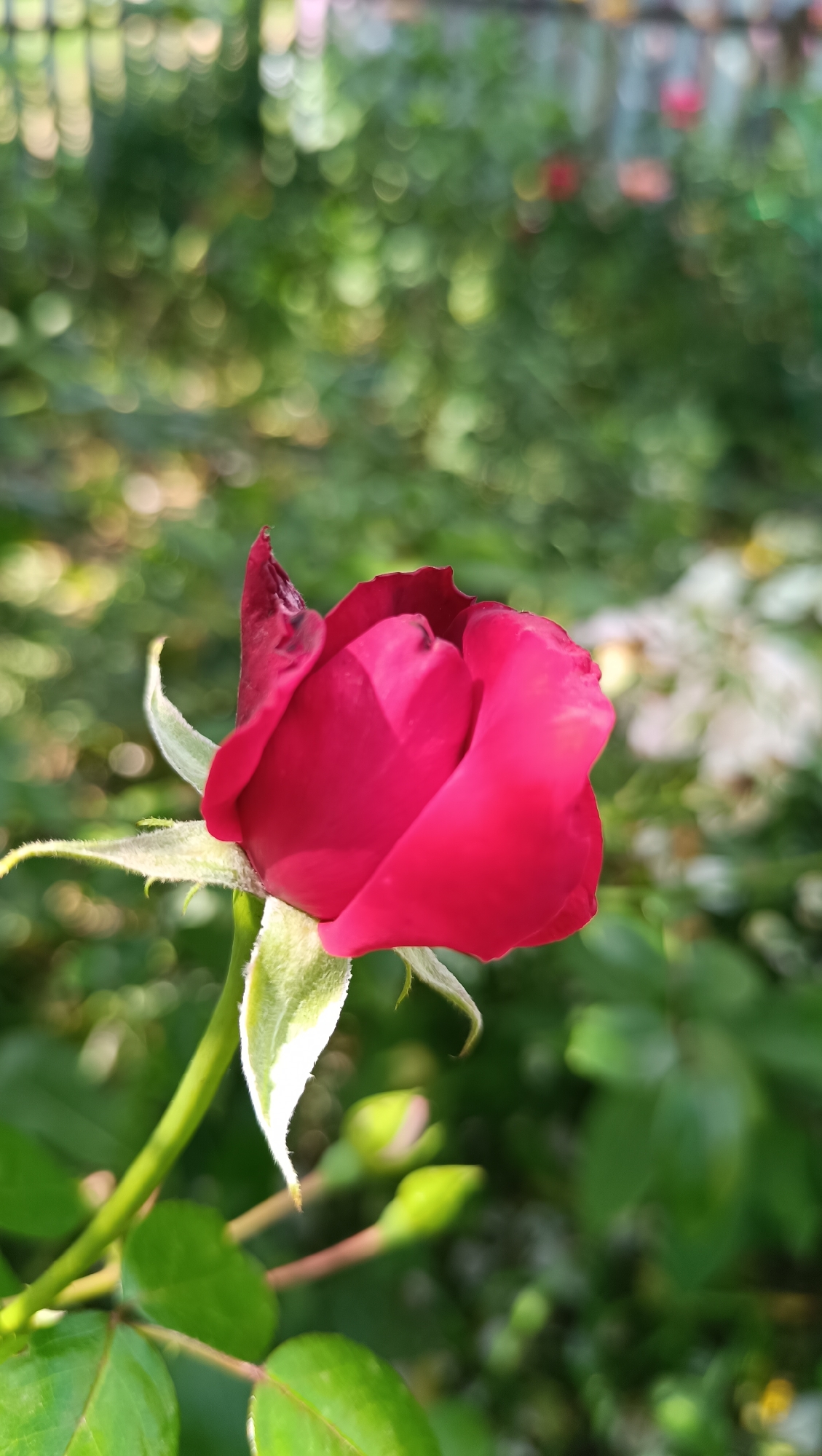 A close-up, side-view of a deep red rose bud is the central focus of the image, positioned slightly to the left of the frame. The rose bud is unfurling, revealing velvety petals with a slight curl at the edges. A single green stem supports the bud, with visible green sepals extending outwards. Two smaller, closed rose buds are visible in the blurred background, to the right and below the main subject. The environment is a garden setting, with lush green foliage and out-of-focus lights creating a bokeh effect. The lighting suggests it is daytime, with sunlight filtering through the leaves. The image does not contain any people or structures that would indicate a specific location in Karsha, Russia.