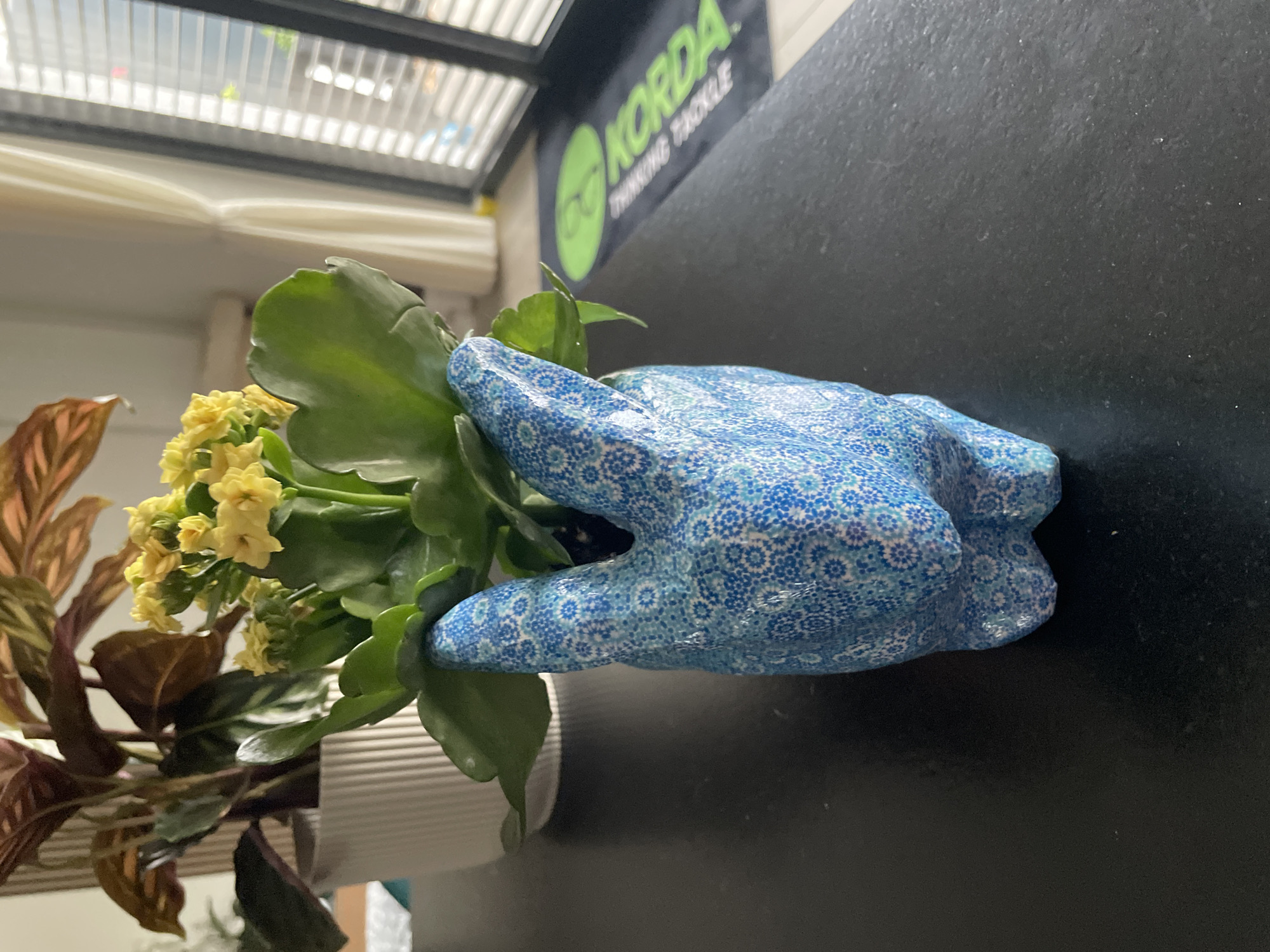 The image depicts a still life arrangement on a black surface. A potted plant is centrally located. The plant has yellow flowers and green leaves. A blue, patterned gardening glove is positioned as though holding the plant. The background features a Korda banner and a window with blinds. The location is unknown.