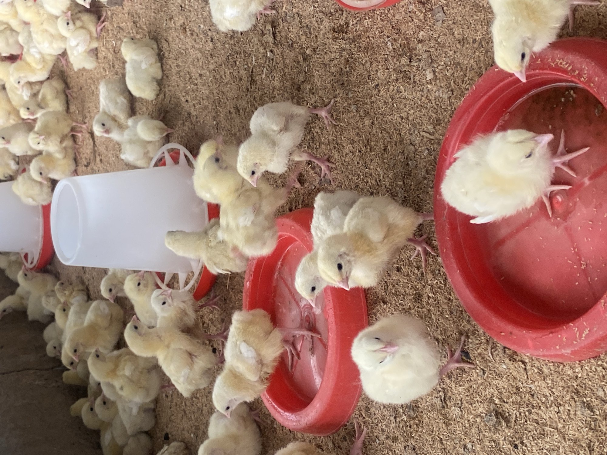 The image depicts a densely packed group of approximately twenty to thirty yellow chicks in an indoor enclosure. The chicks are of varying sizes, with some appearing to be newborns and others slightly older. They are scattered across a floor covered with light brown wood shavings. In the foreground and midground, several red plastic feeding dishes are visible, some containing a small amount of water or feed. A large white plastic chick feeder is also present in the background. The enclosure appears to have concrete or rough plastered walls on the left side, and possibly a corrugated metal roof or ceiling above. The lighting suggests an artificial light source, possibly overhead. The chicks are the sole subjects, and their actions consist of standing, walking, and some are gathered around the feeding dishes. There are no people or animals other than the chicks visible in the frame. The image does not contain any visual information that would place it specifically within the city of Giginyu, Nigeria, or any other specific geographical location.