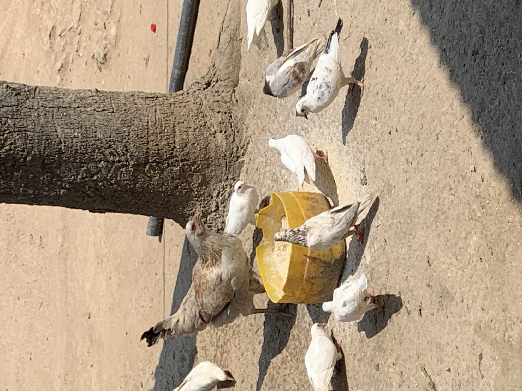 The image depicts an outdoor scene with several birds, including a chicken and pigeons, gathered around a yellow feeder filled with grain. A large tree trunk is prominently positioned in the background, with its rough bark texture visible. The ground is composed of a sandy, dusty surface, with some concrete patches. The lighting suggests it is daytime, with strong shadows cast by the birds and the tree. The environment appears to be in a somewhat arid or dusty area, possibly a courtyard or open space. The location is identified as Dodoma, Tanzania. There are no people visible in the image. The chicken is standing near the feeder, appearing to peck at the grain. The pigeons are scattered around the feeder, some eating and others observing. One pigeon is facing away from the camera, while others are visible from the side or front. The overall impression is one of birds foraging in an open, naturalistic setting.