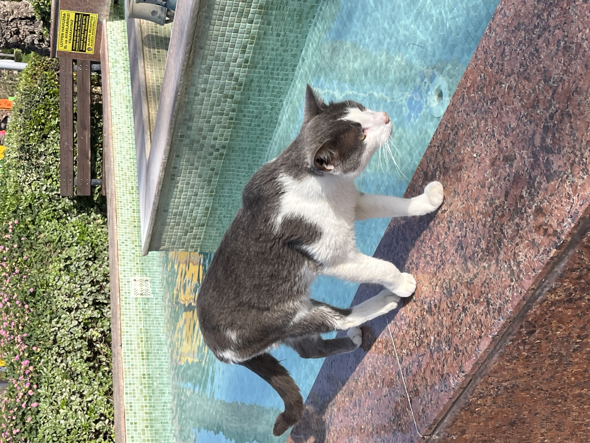 The image captures a gray and white cat near a small pool or fountain in Alanya, Turkey. The cat is standing on the edge of the pool, with its tail dipping into the water. A sign nearby has instructions in Turkish and English prohibiting washing hands and feet in the pool. Green bushes are visible in the background, along with a wooden bench. The pool water appears to be clean and clear, with light reflecting off its surface.