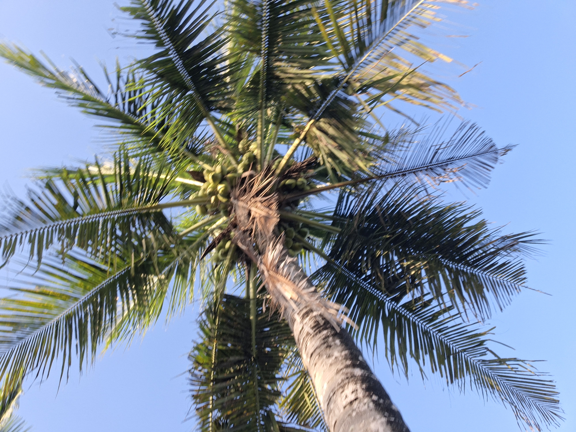 A low-angle shot captures a coconut tree against a clear blue sky. The trunk of the tree, textured and appearing aged, extends upwards and to the left. Coconut fronds, a vibrant green, fan out from the top of the trunk. Bunches of young coconuts, light green in color, are visible clustered near the base of the fronds. The image appears to be taken outdoors, with no other objects or people clearly discernible in the frame. The overall impression is one of a tropical environment, typical of locations like Sukawati, Indonesia.