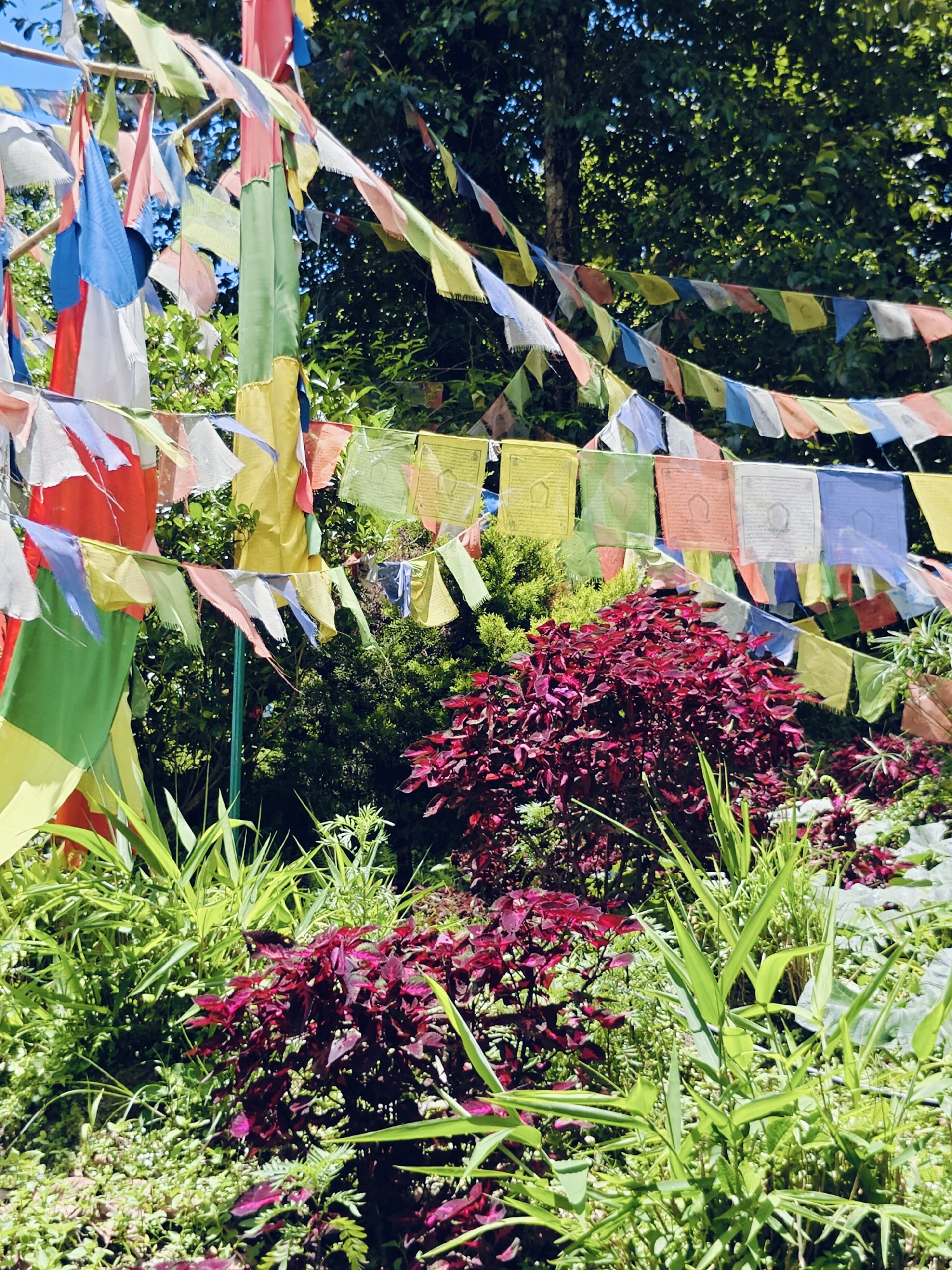 This image depicts a vibrant scene of prayer flags strung across a lush, green outdoor setting. The prayer flags, which are a common sight in Buddhist regions, are colorful and rectangular, featuring intricate symbols and text. They are suspended from poles or trees, creating a festive and spiritual atmosphere.
The foreground is dominated by a variety of plants, including tall, slender green foliage and a cluster of deep red-leafed plants. These plants add a rich textural and color contrast to the scene.
In the background, the dense green foliage of trees suggests a natural or park-like environment. The sunlight filtering through the leaves and flags creates dappled patterns, indicating a bright, sunny day. The overall impression is one of tranquility and cultural richness.
Given the context of prayer flags and lush vegetation, this scene is likely situated in a location with strong Buddhist cultural influences and a verdant natural landscape. Pokhara, Nepal, known for its natural beauty and numerous monasteries and temples, would be a fitting location for such a scene. The image captures a moment of serenity and cultural expression in what appears to be a sacred or contemplative space.