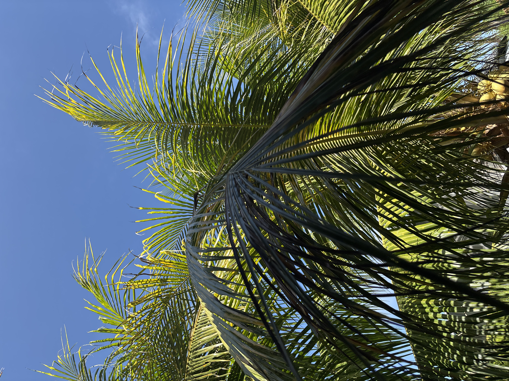 A low-angle, full shot captures the dense fronds of a coconut palm tree against a clear blue sky. The palm fronds are predominantly green with some yellowing and browning, indicating varying stages of maturity or health. Sunlight filters through the leaves, creating a dappled effect and highlighting the intricate patterns of the fronds. In the lower right quadrant of the image, a cluster of yellow coconuts is visible, suggesting the tree is in season. The background is a uniform, bright blue sky, with no clouds or other distinguishable features. The scene appears to be outdoors in a tropical environment, consistent with the location of Kuta Selatan, Indonesia. There are no people, animals, or specific structures identifiable within the frame.