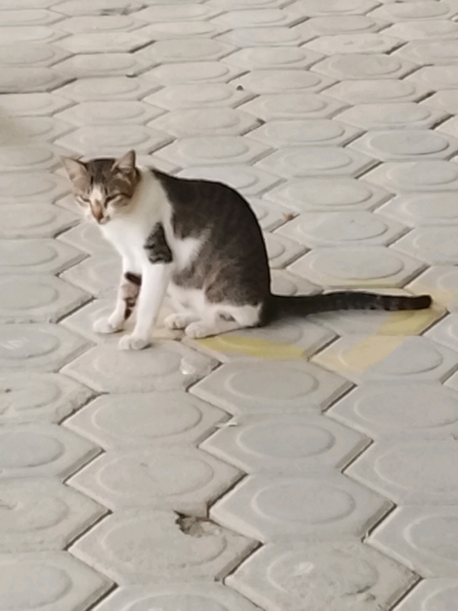 A tabby and white cat sits on a patterned concrete walkway. The cat is facing left with its head slightly tilted down, eyes partially closed. Its fur is striped brown and white, with a dark patch on its left side and dark stripes on its legs and tail. The walkway is composed of light gray, hexagonal concrete tiles with rounded indentations. A yellow patch is visible on the ground beneath the cat's hindquarters and tail. The scene is outdoors and appears to be in a public or common area. There are no other animals or people visible in the image. The location is identified as Slawi, Indonesia.