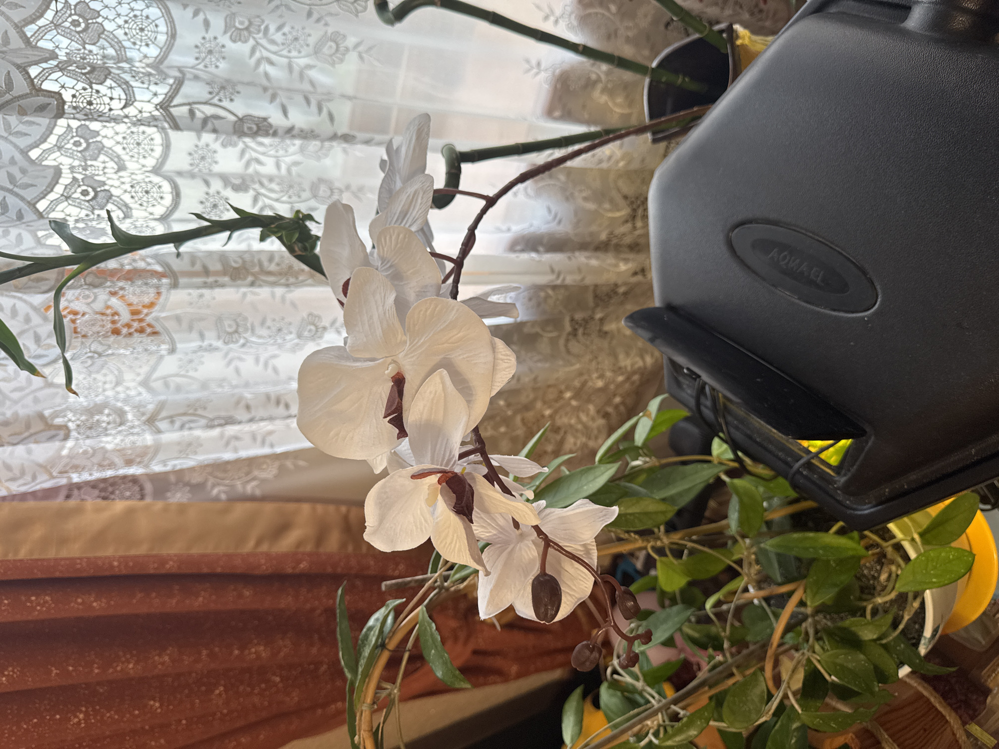 An indoor scene features white artificial orchids with dark red accents in the foreground, positioned in front of draped curtains and lacy sheer curtains. A plant with green leaves is visible to the left of the orchids. A black plastic object, possibly a device or stand with the logo "AQUAEL," is in the lower right portion of the frame. The environment appears to be a domestic setting, potentially a home or office, with a window in the background. There is no indication of the city of Mykolaiv, Ukraine, or any other specific geographical location.