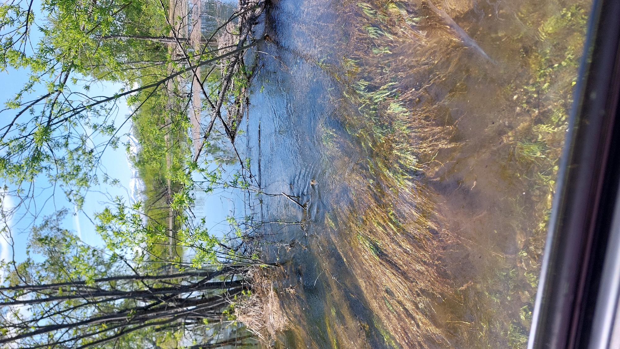 The image depicts a flooded area in Koryaki, Russia, on a sunny day. The foreground is dominated by shallow, clear water revealing submerged vegetation and the muddy bottom. The water is flowing, creating ripples and distorting the view of the plants beneath. Several thin tree trunks and branches emerge from the water, some with fresh green leaves. In the background, a wider body of water reflects the bright blue sky with scattered white clouds. Beyond the water, more trees and vegetation are visible, leading towards a distant mountain range with snow-capped peaks. The scene suggests a natural landscape, likely a river or lake that has overflowed its banks, possibly due to snowmelt or heavy rainfall. There are no people or animals visible in the image.